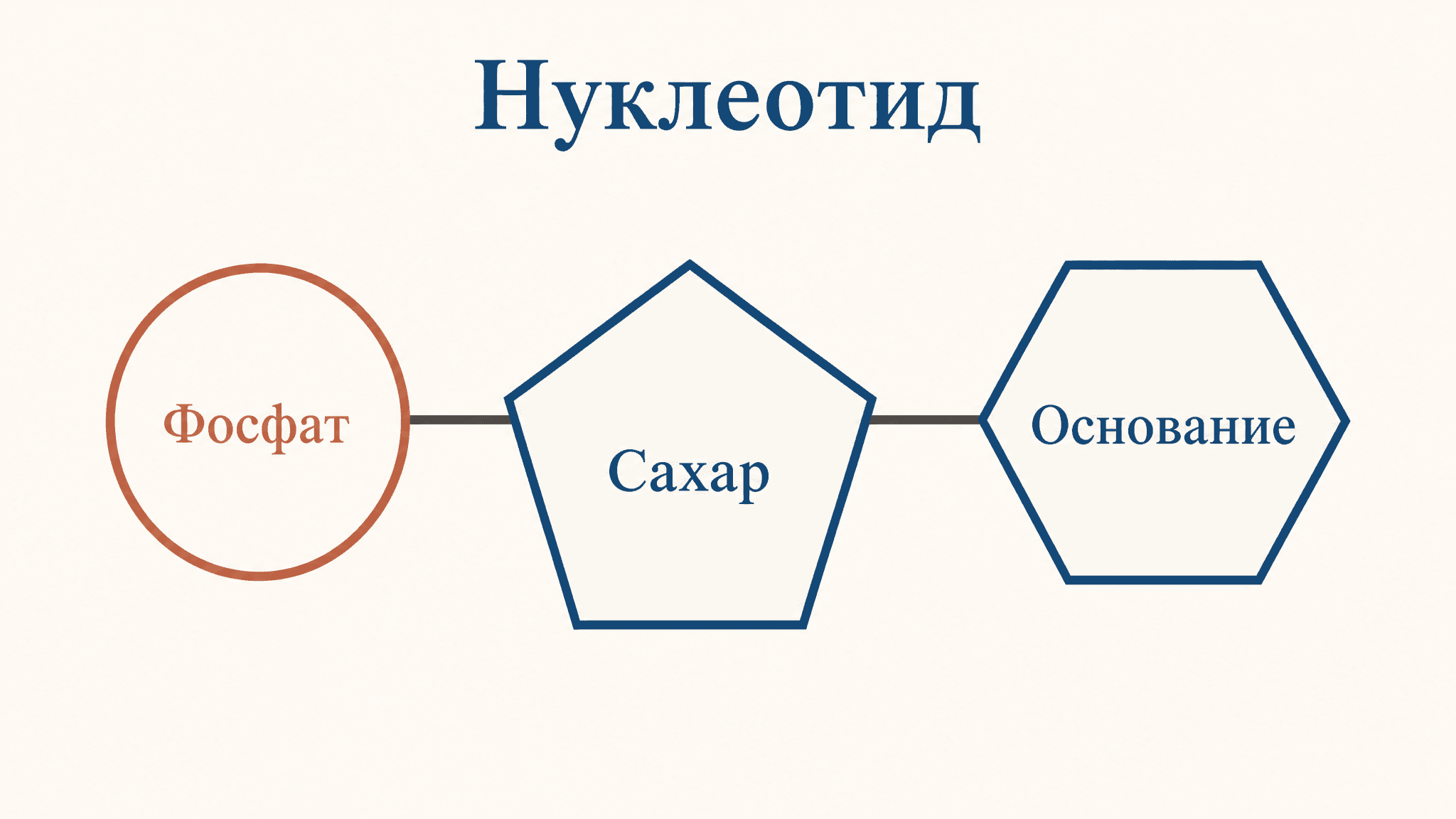 Строение нуклеотида: азотистое основание, сахар, фосфат