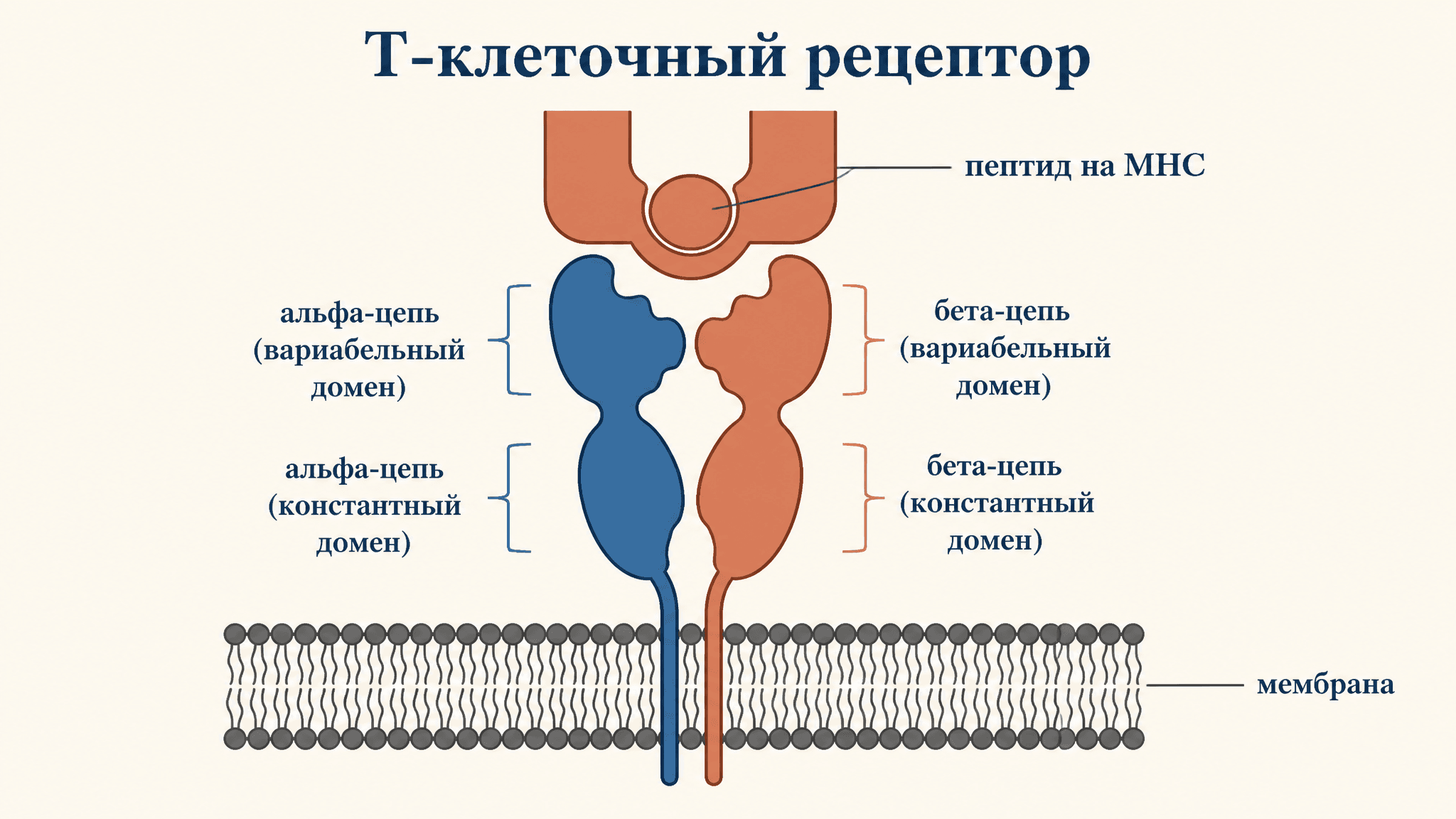 Строение Т-клеточного рецептора: цепи, домены, комплекс