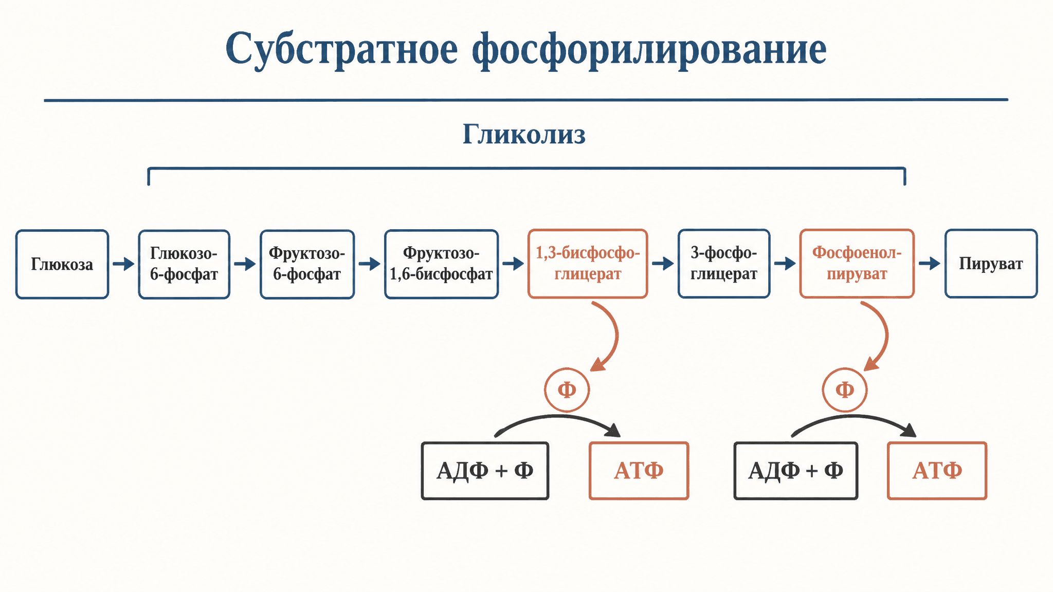 Субстратное фосфорилирование в гликолизе: реакции и АТФ