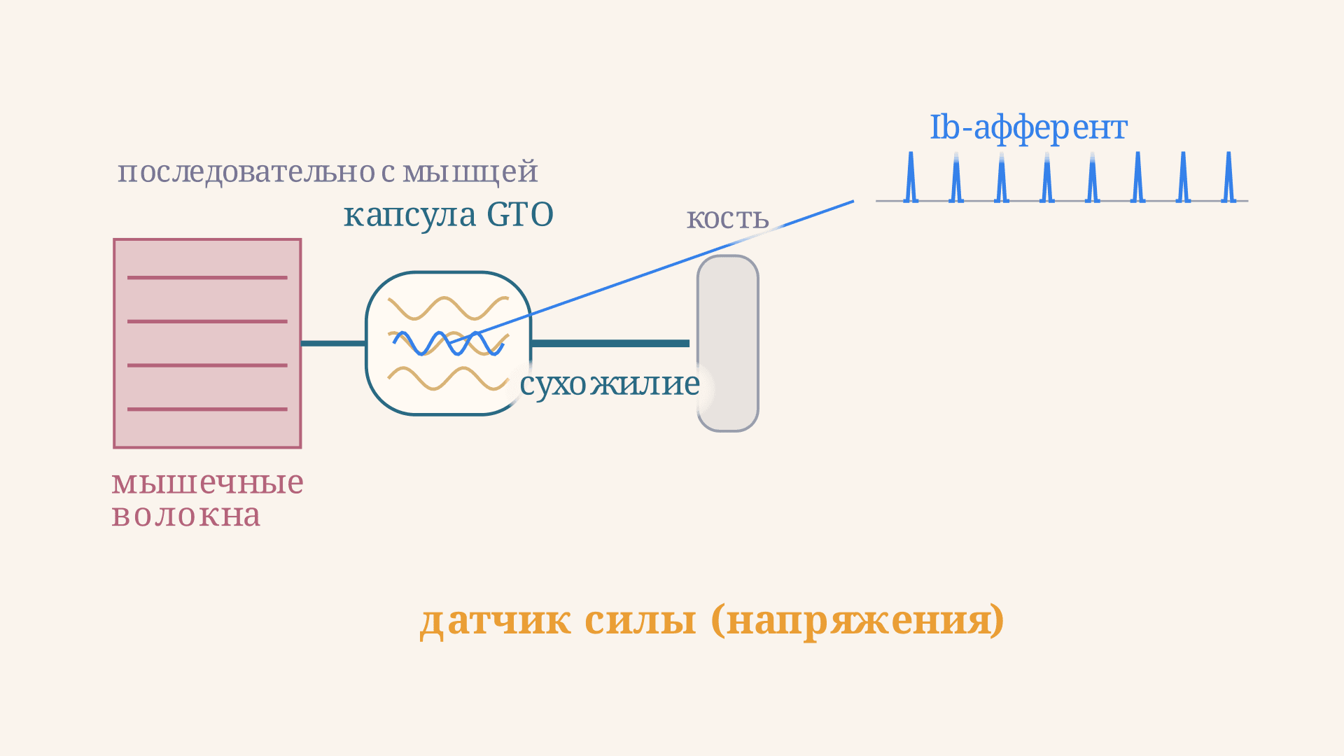 Сухожильный орган Гольджи: строение и рефлекс