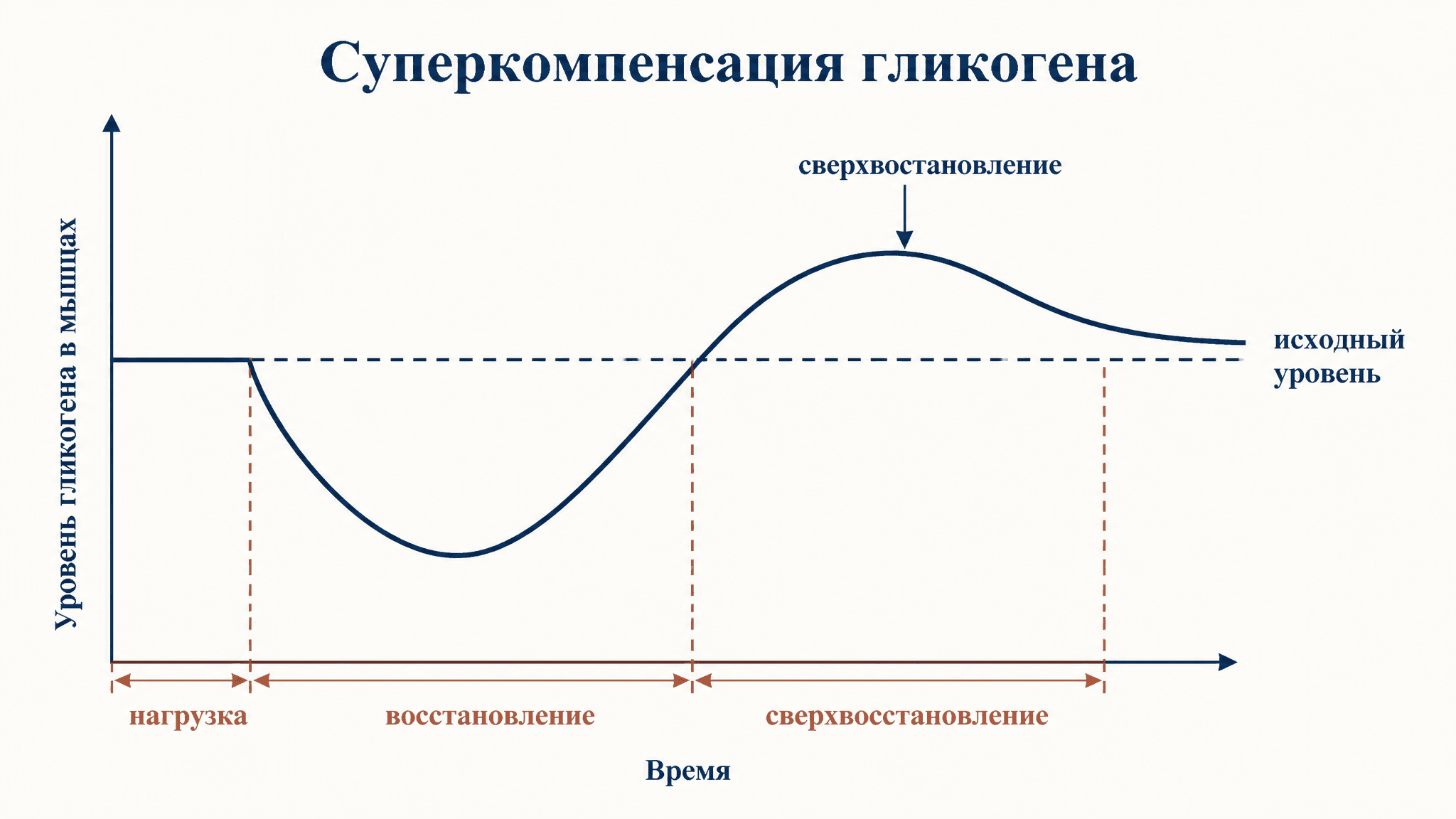Суперкомпенсация гликогена: фазы, сроки и загрузка