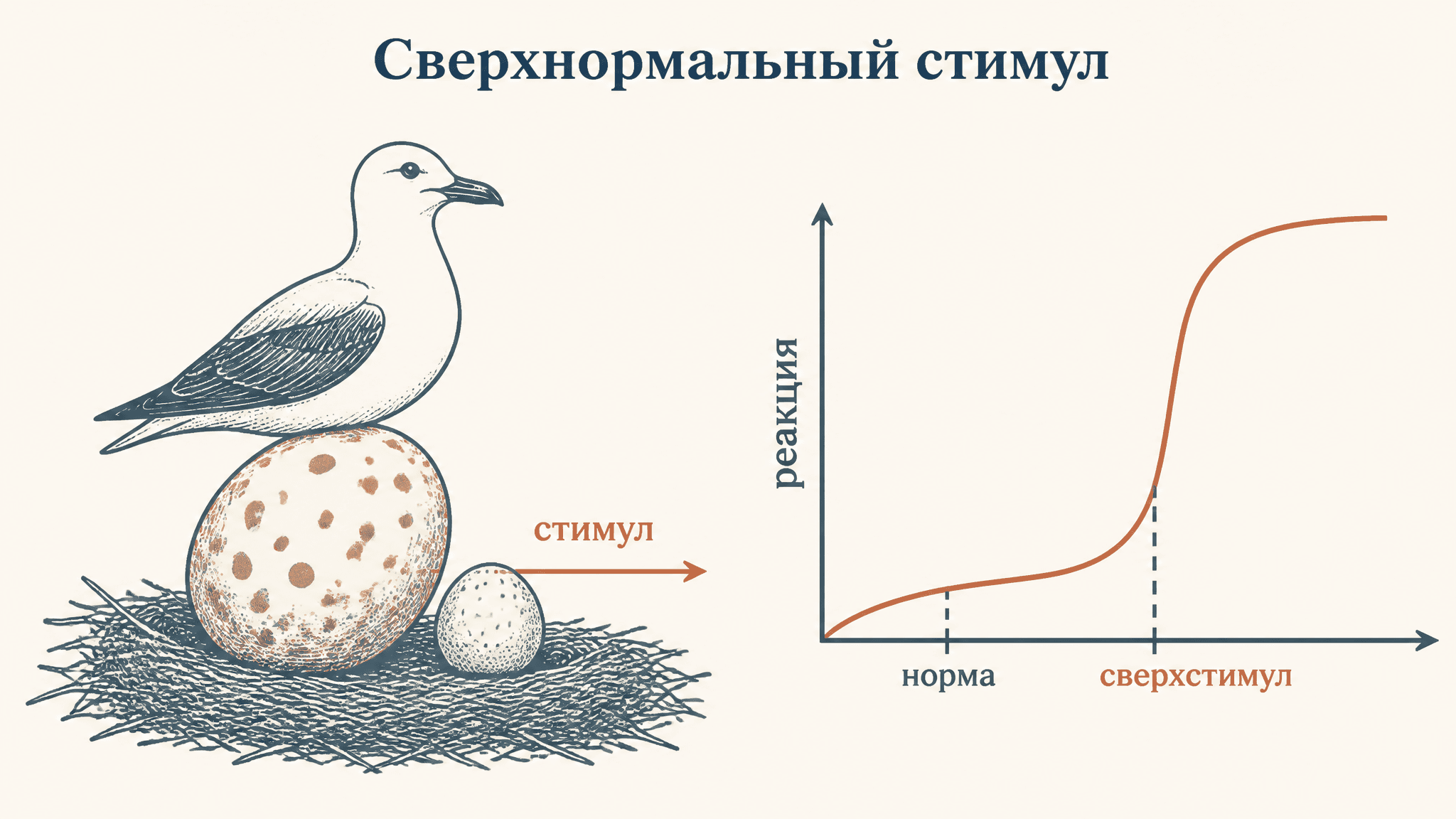 Сверхнормальный стимул: когда природа обманывает сама себя