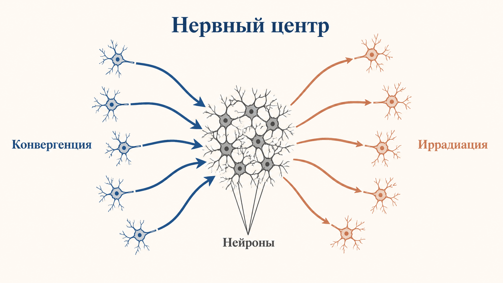Свойства нервных центров: иррадиация и конвергенция