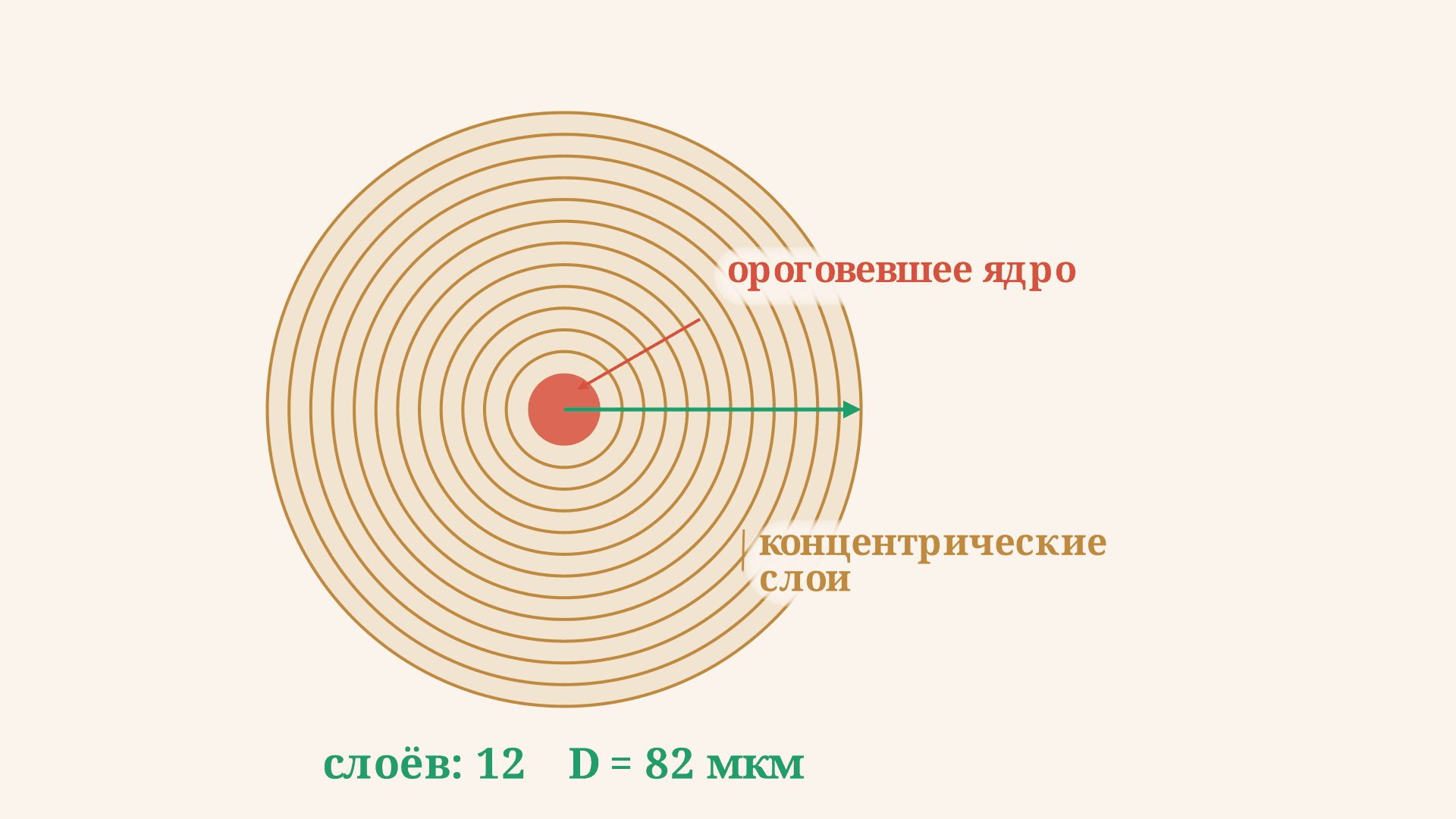 Тельца Гассаля тимуса: строение, функция и развитие