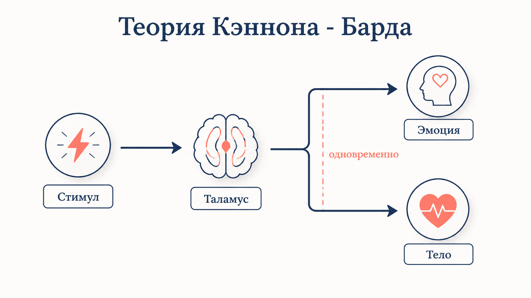 Теория эмоций Кэннона - Барда: суть и доводы