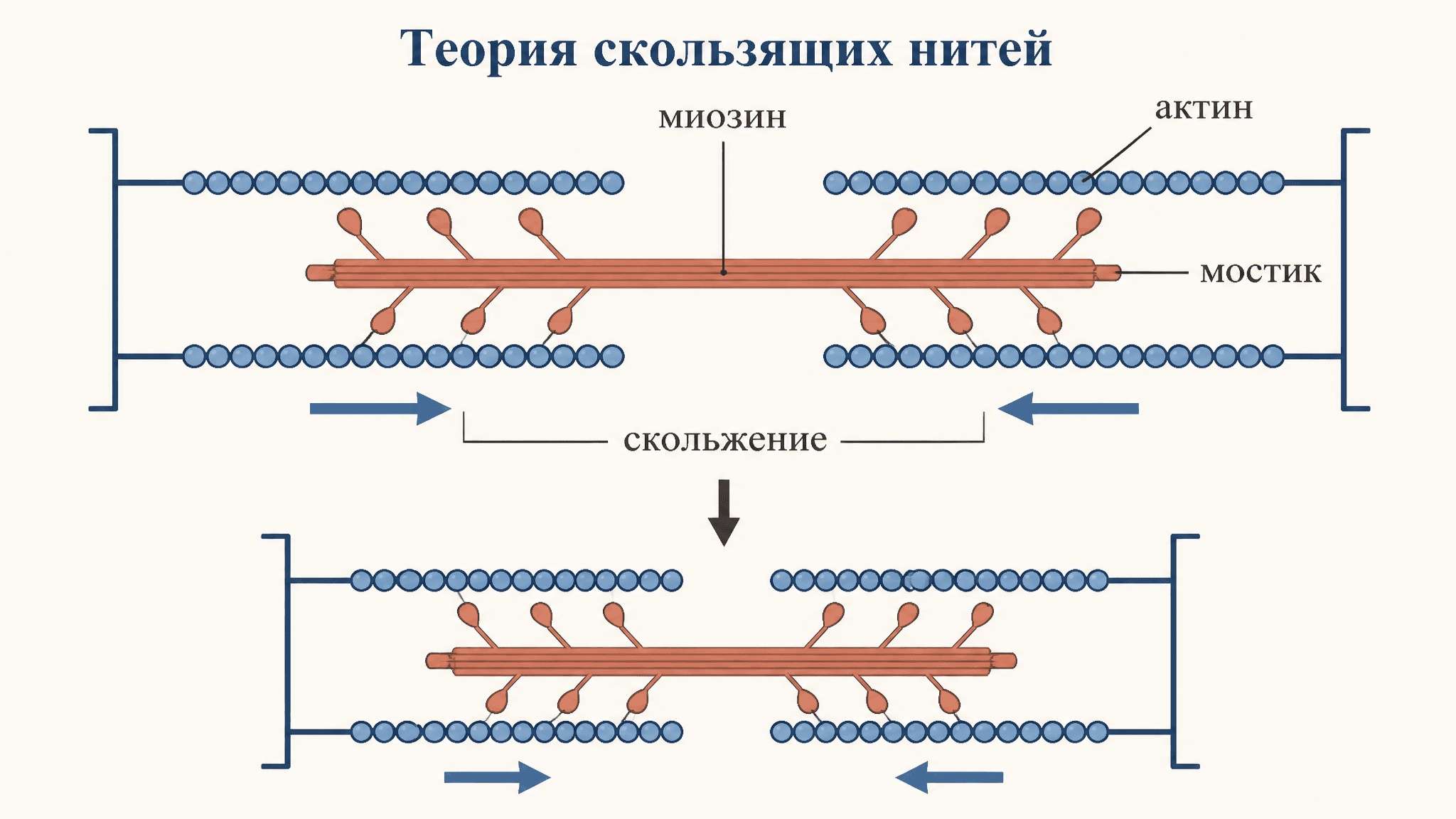 Теория скользящих нитей мышечного сокращения