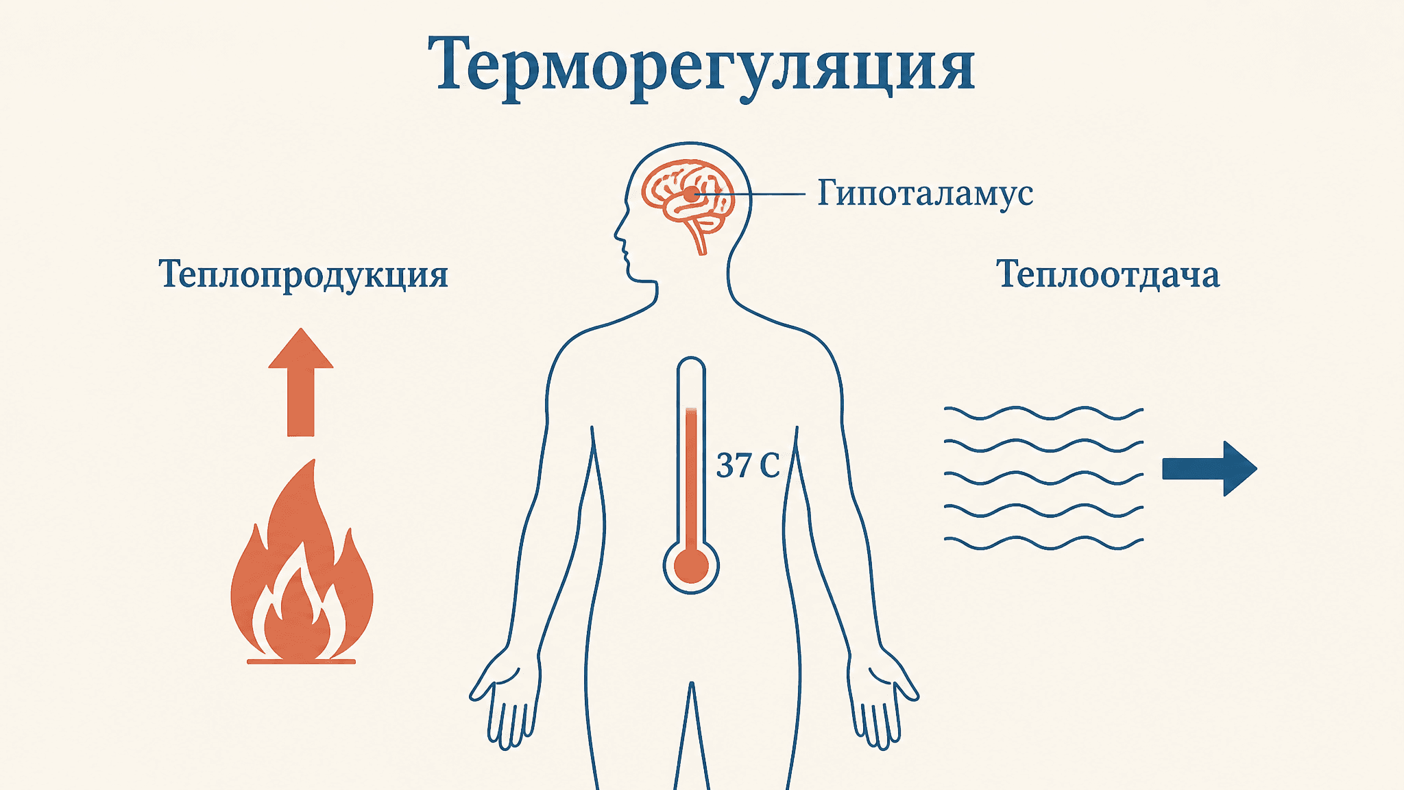 Терморегуляция: механизмы теплопродукции и теплоотдачи