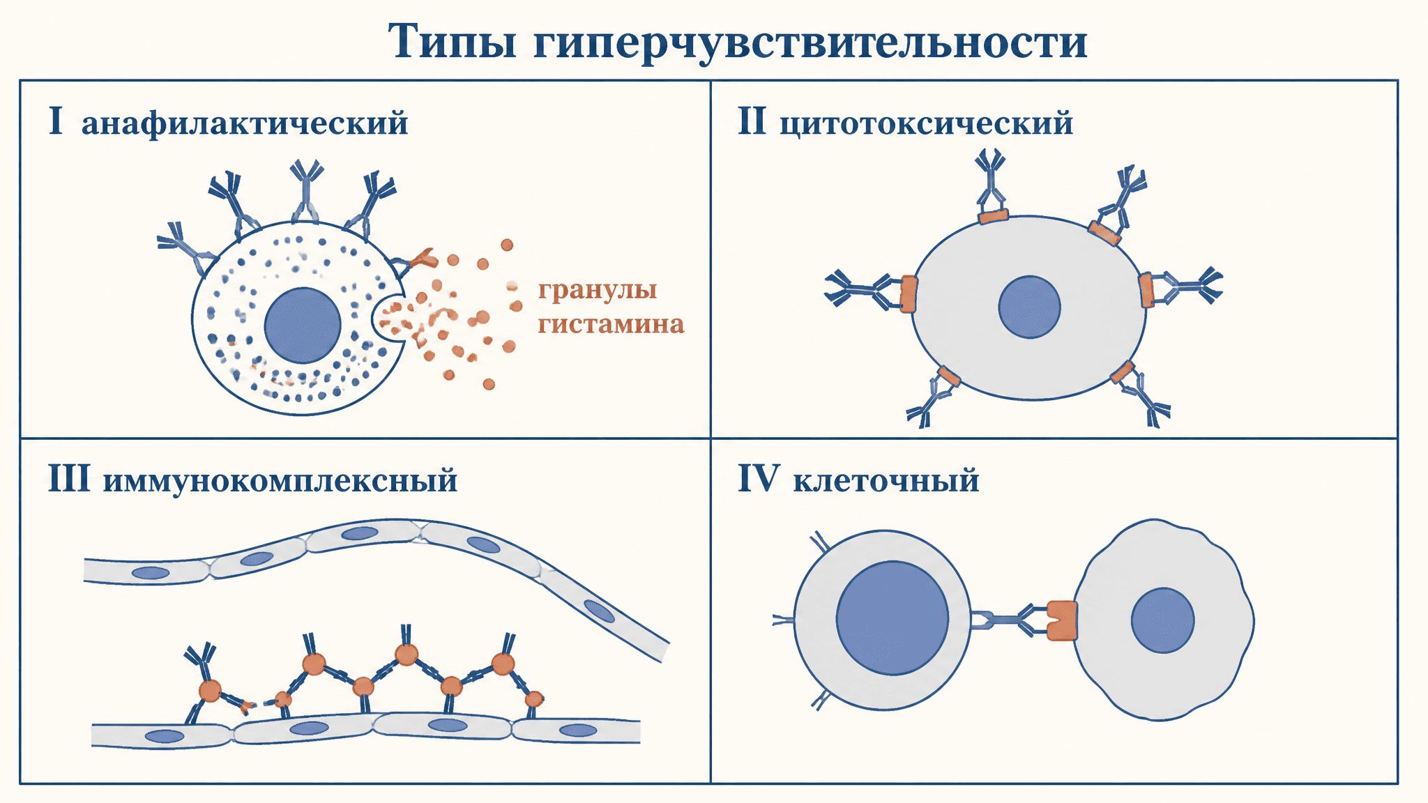 Типы гиперчувствительности по Джеллу и Кумбсу