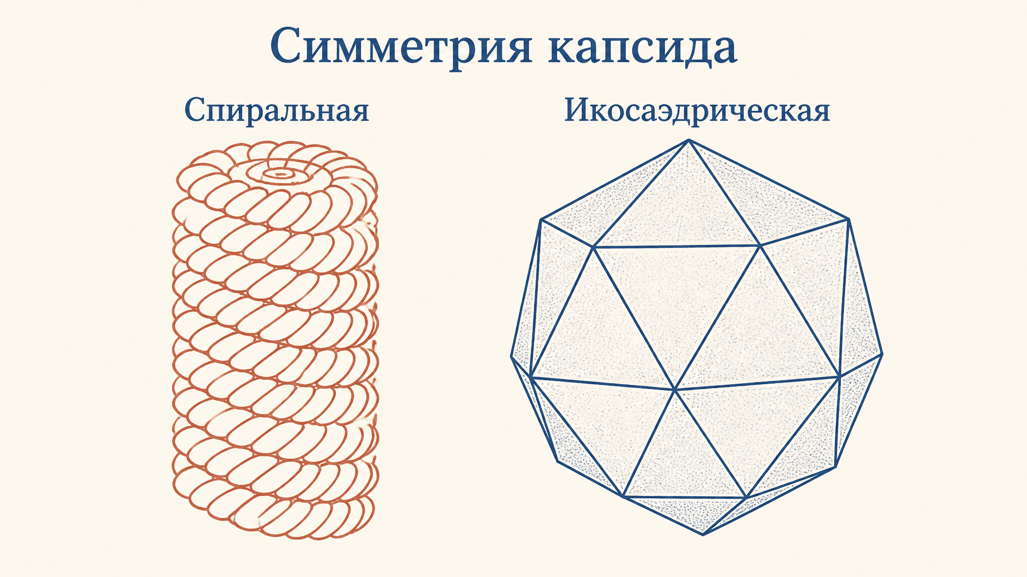 Типы симметрии капсида вирусов: спиральная и икосаэдрическая