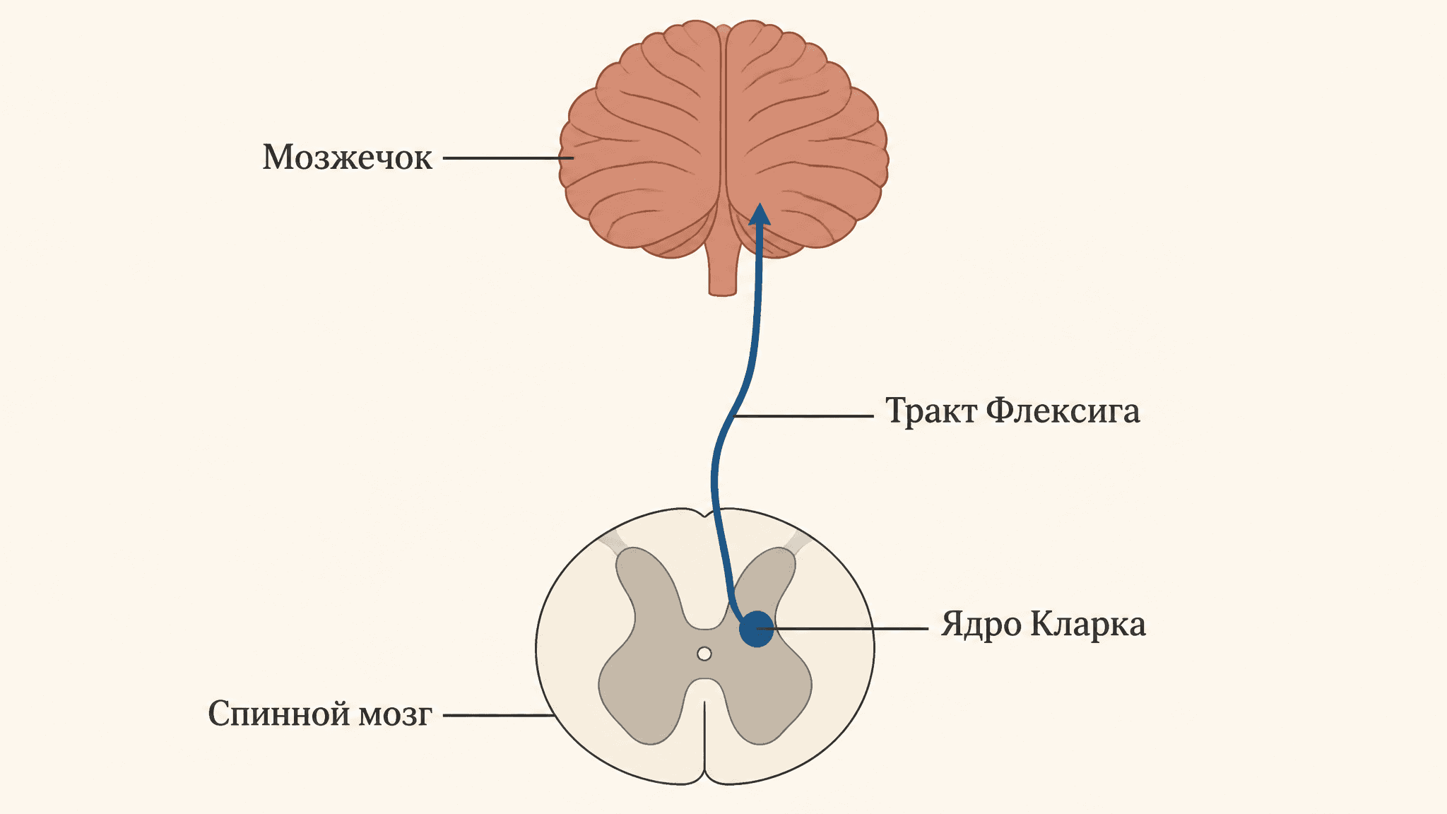 Тракт Флексига: задний спинно-мозжечковый путь