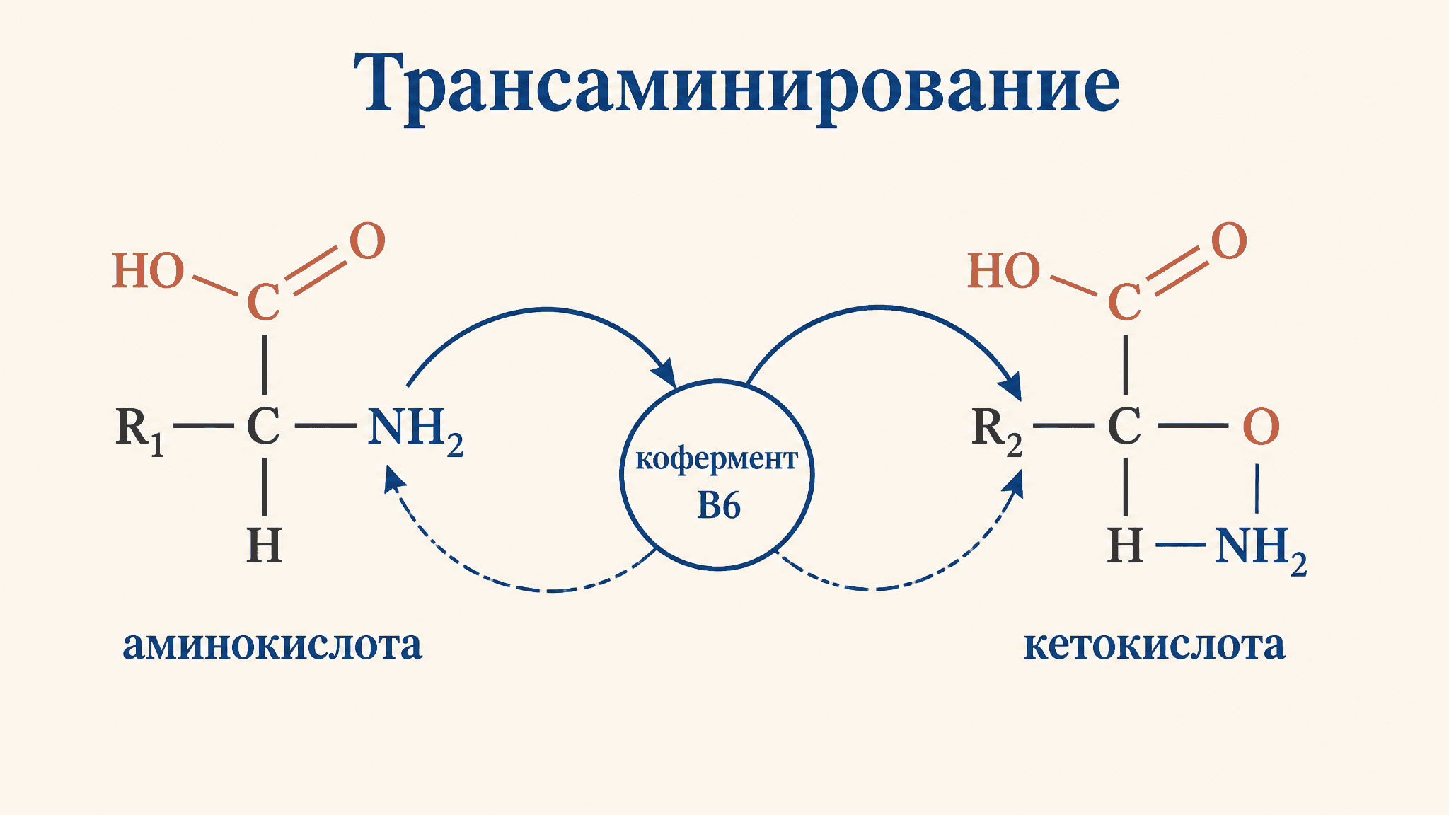 Трансаминирование аминокислот: механизм реакции