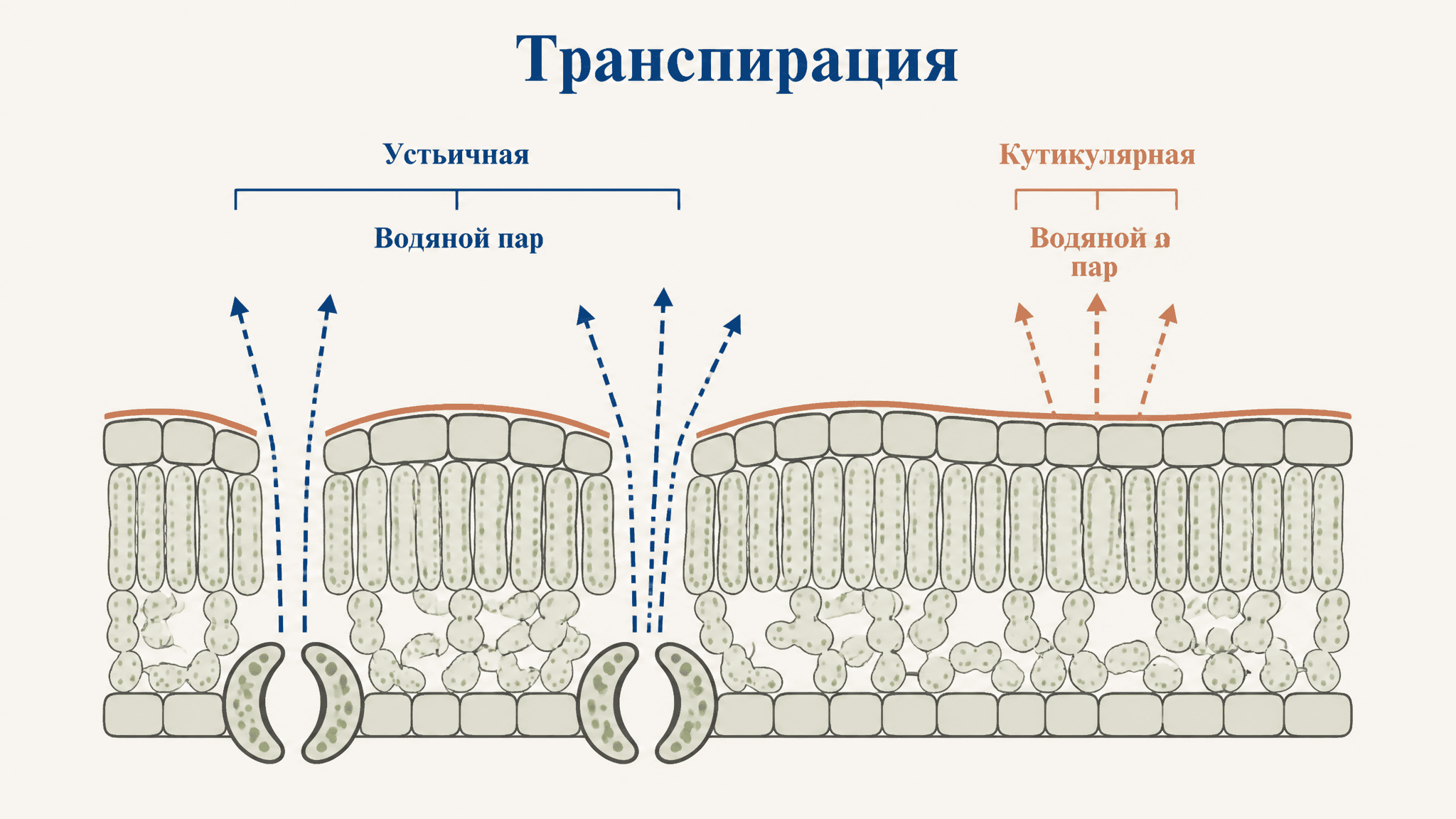 Транспирация устьичная и кутикулярная: два пути потери воды