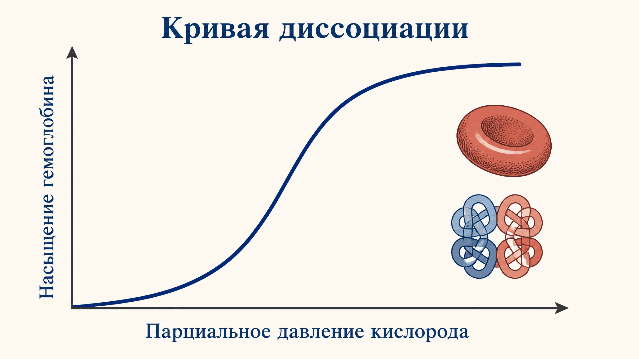 Транспорт кислорода: кривая диссоциации оксигемоглобина
