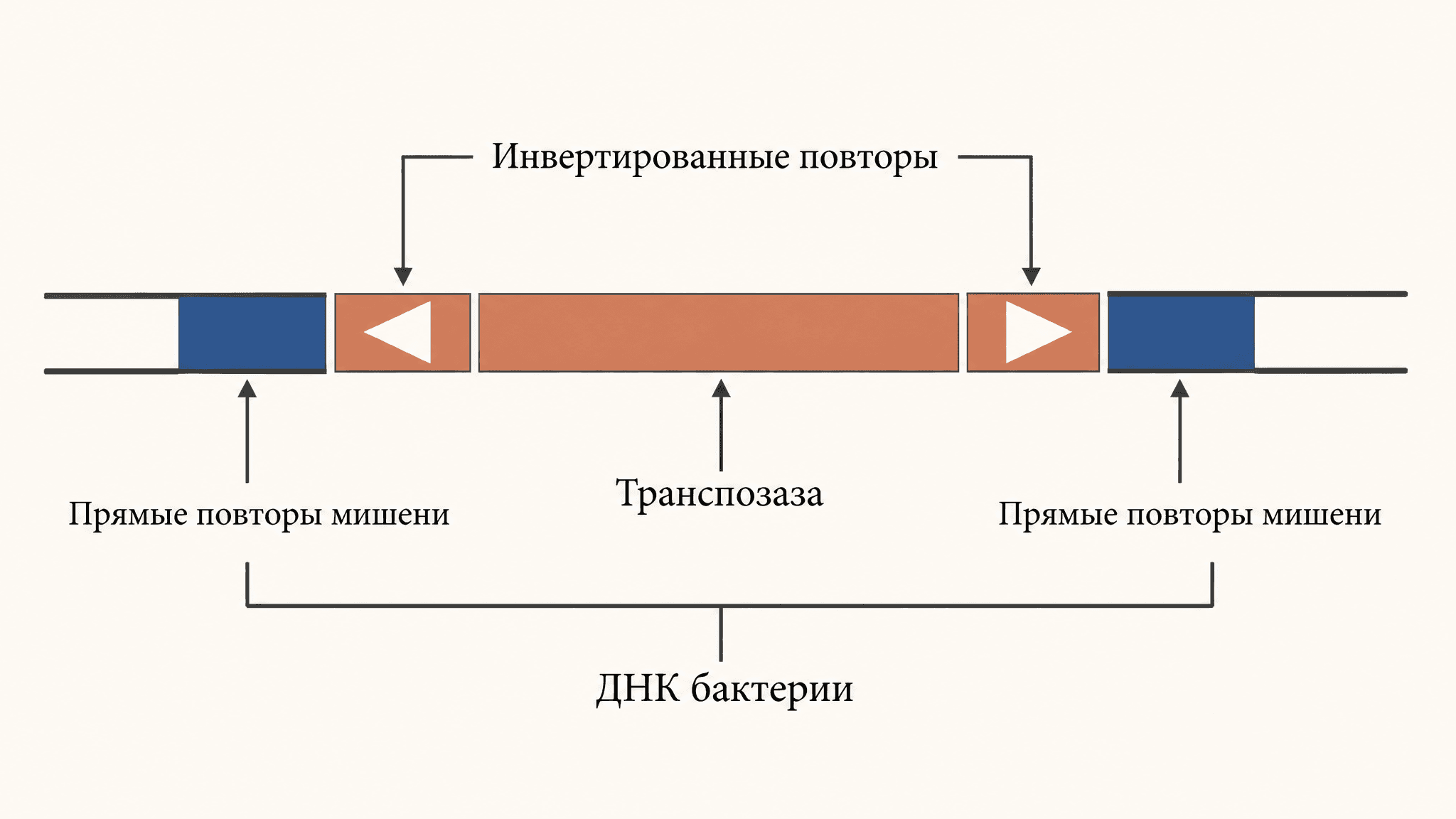Транспозоны бактерий: IS-элементы и механизм транспозиции