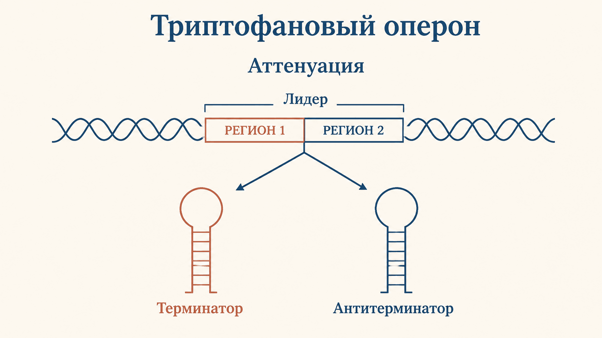 Триптофановый оперон: аттенуация простыми словами