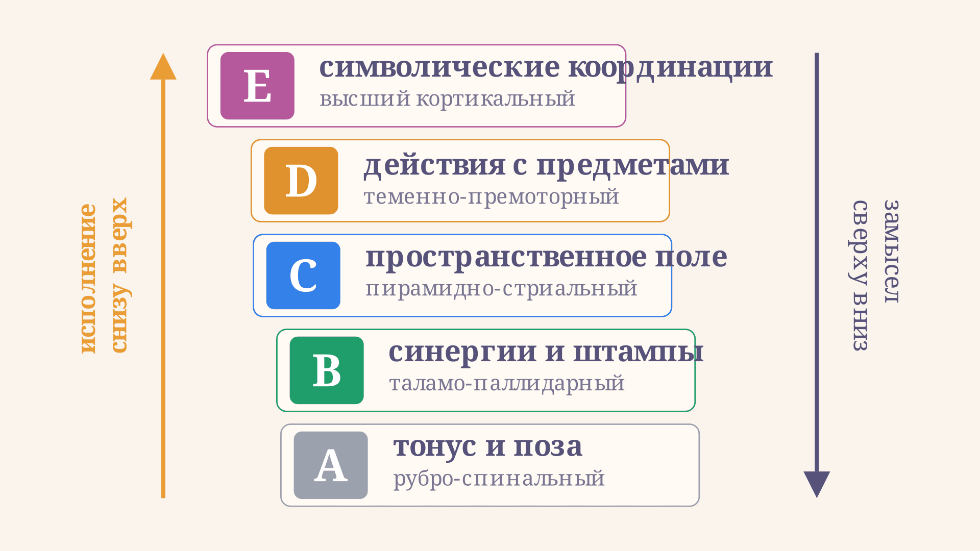 Уровни построения движений Бернштейна: A, B, C, D, E