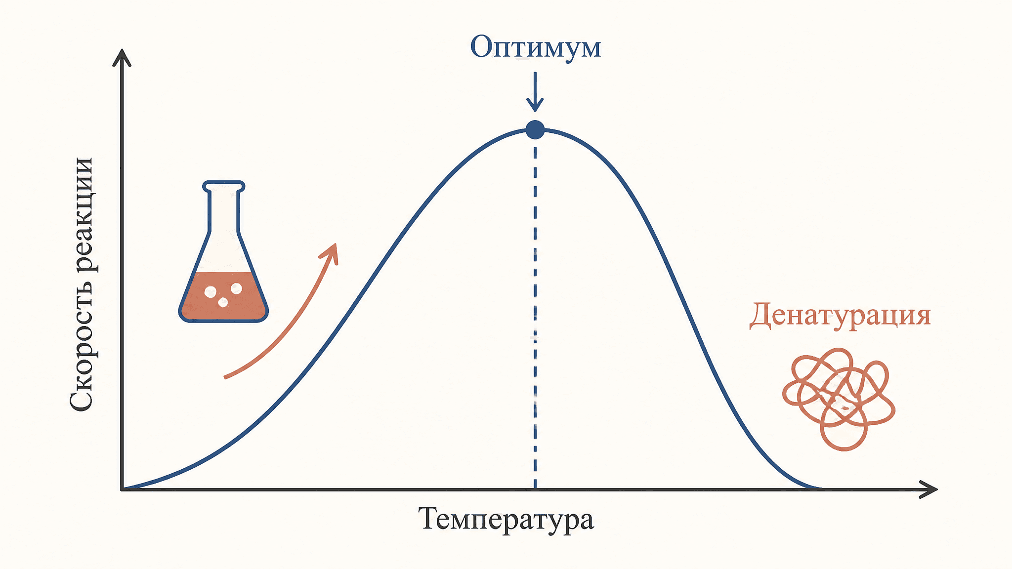 Влияние температуры на скорость ферментативной реакции