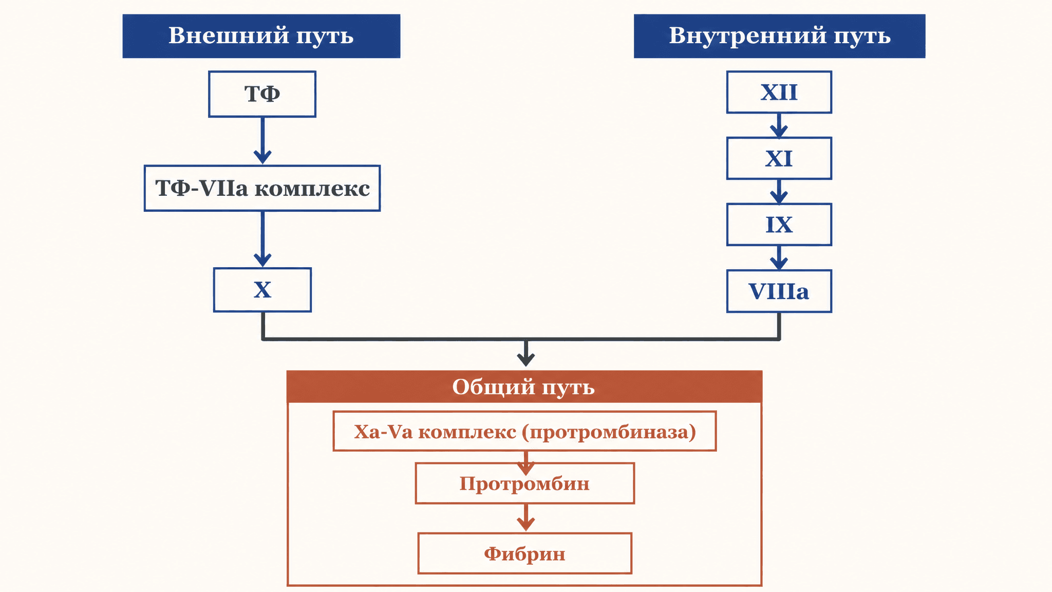 Внешний и внутренний пути свёртывания крови: каскад