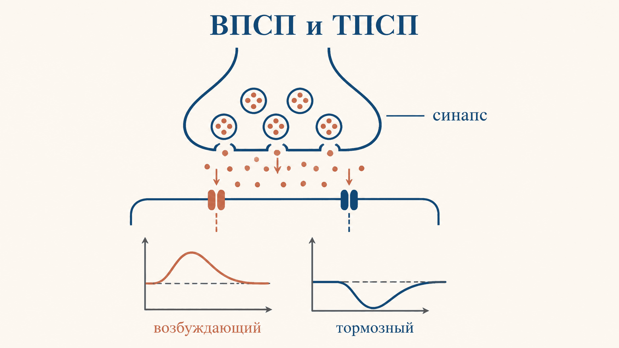 ВПСП и ТПСП: постсинаптические потенциалы простыми словами