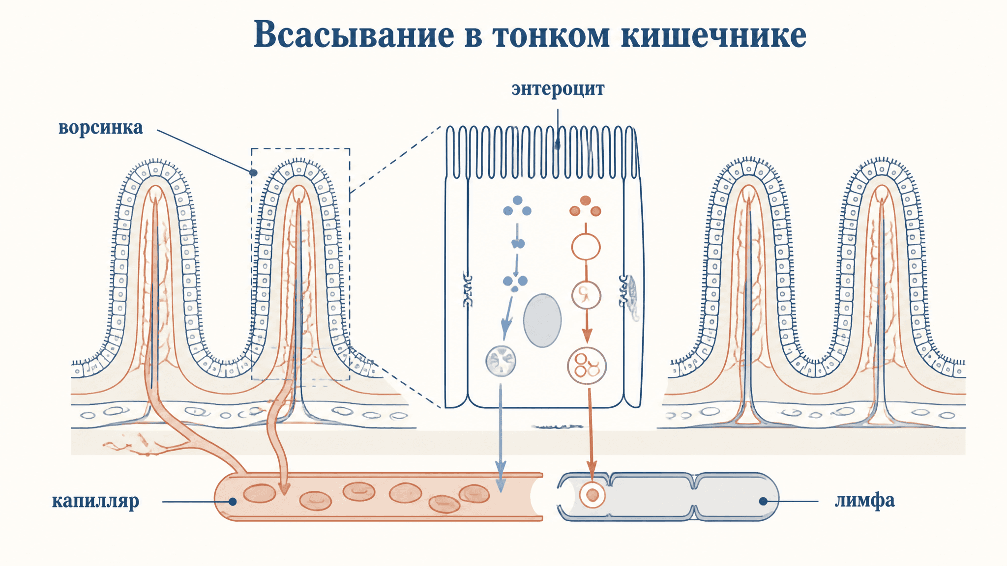 Всасывание в тонком кишечнике: механизмы по группам веществ