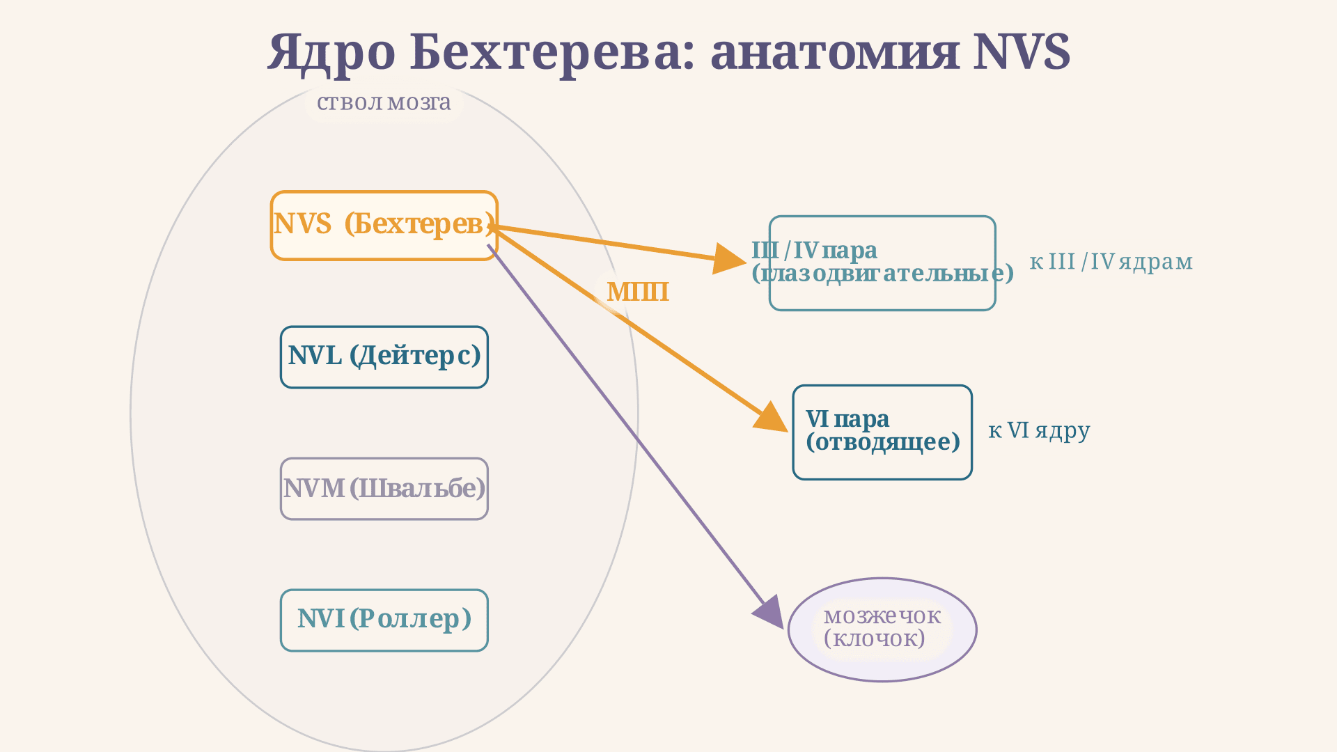 Ядро Бехтерева: анатомия и вестибулярный рефлекс