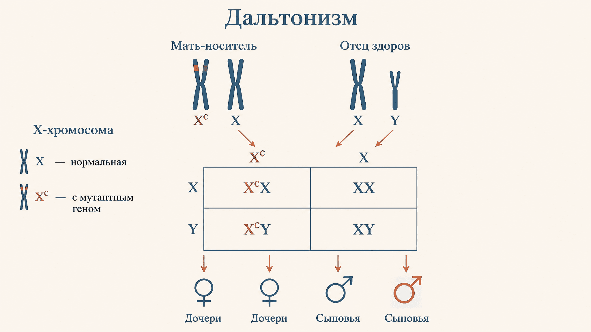 Задачи на сцепленное с полом наследование: дальтонизм