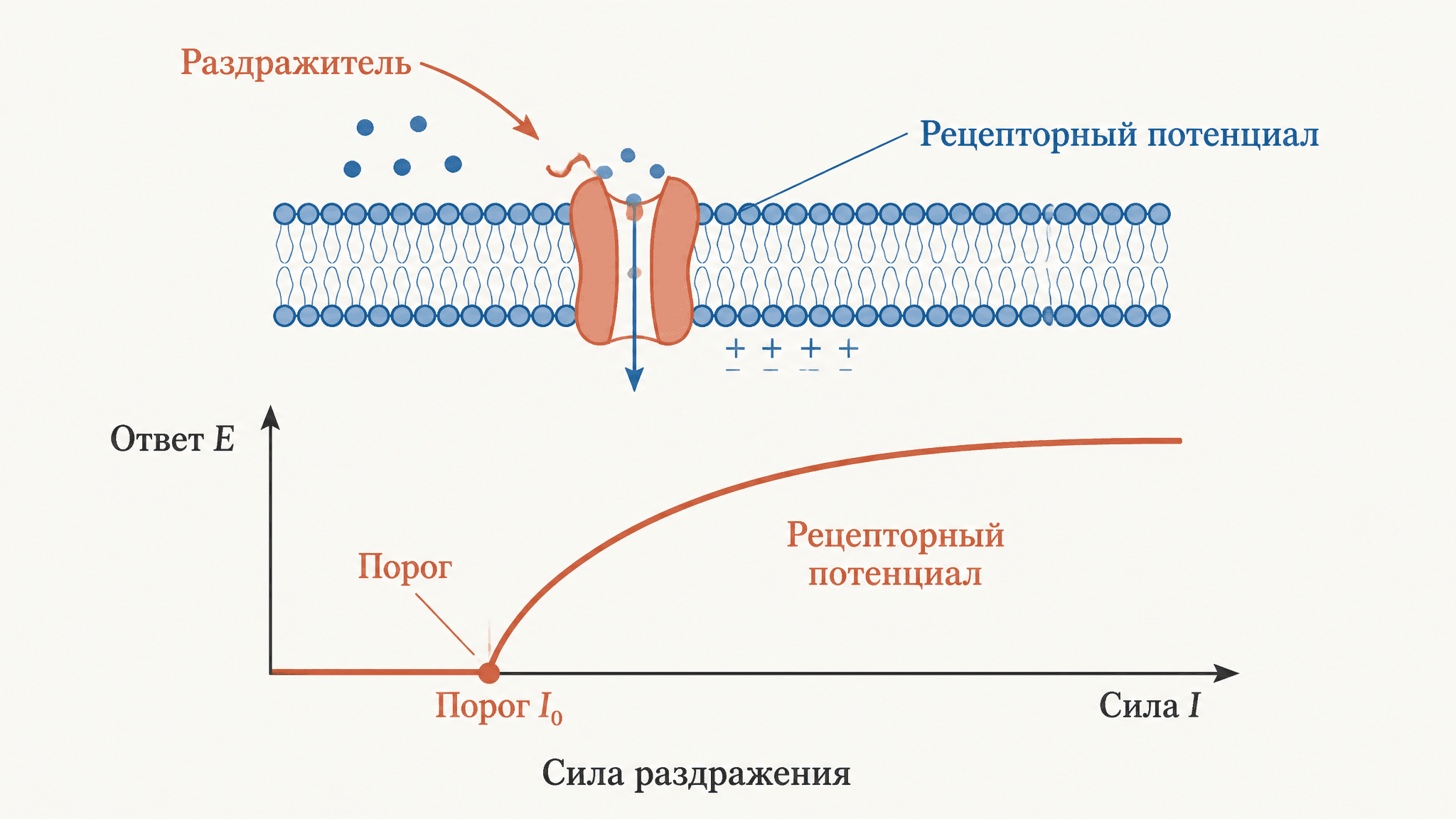 Закон Вебера-Фехнера: сила раздражения и рецепторный ответ