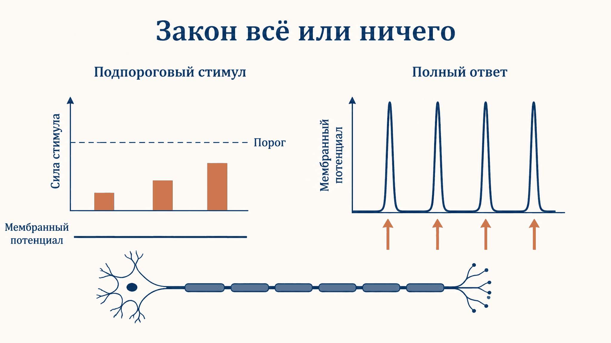 Закон всё или ничего: возбуждение нервного волокна
