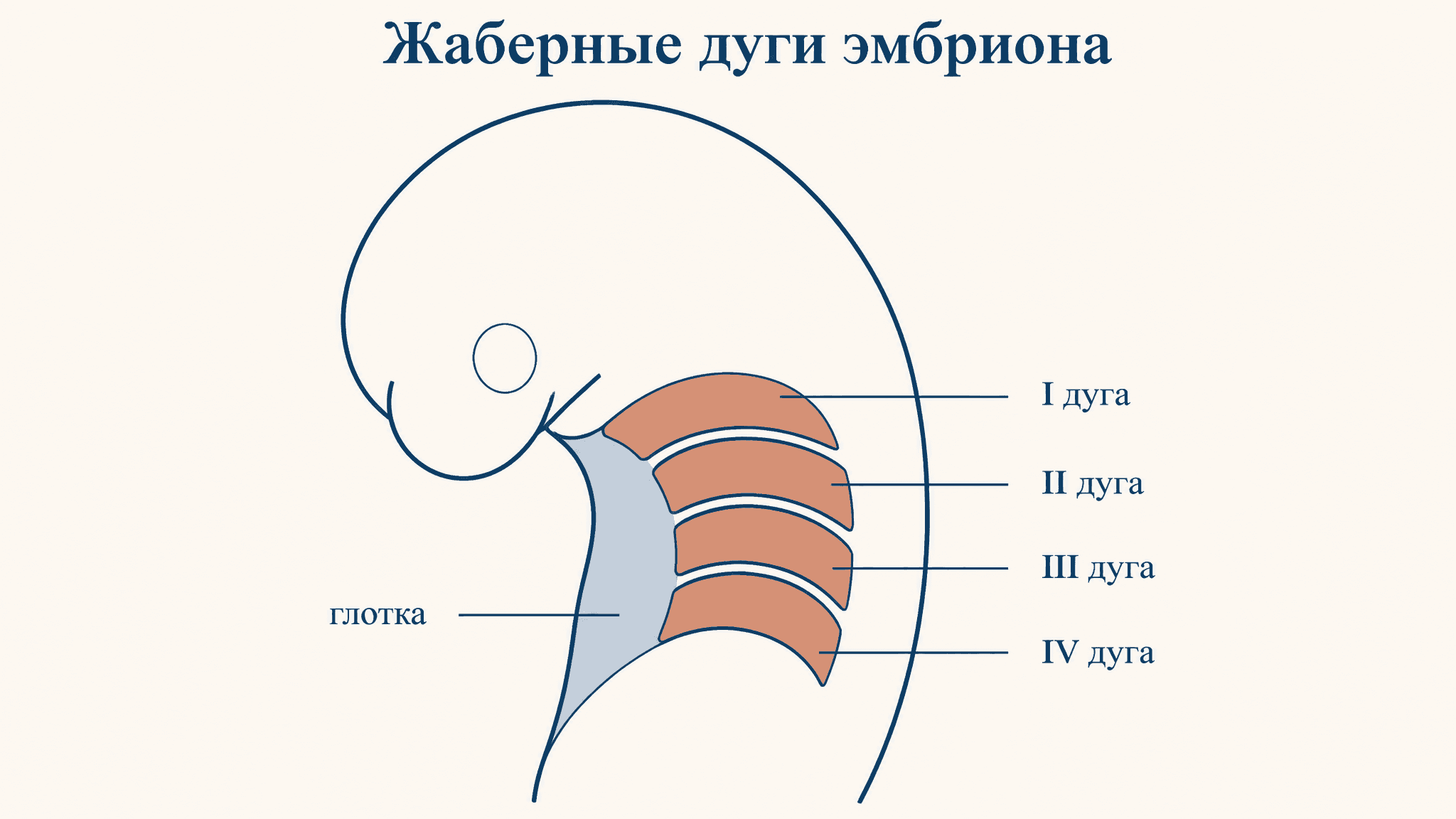 Жаберные дуги эмбриона: что это и во что развиваются