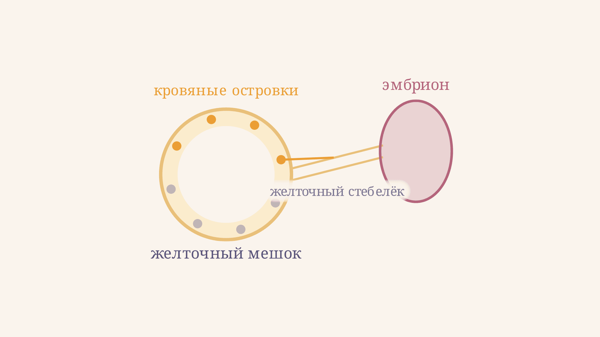 Желточный мешок зародыша: строение, функции, норма