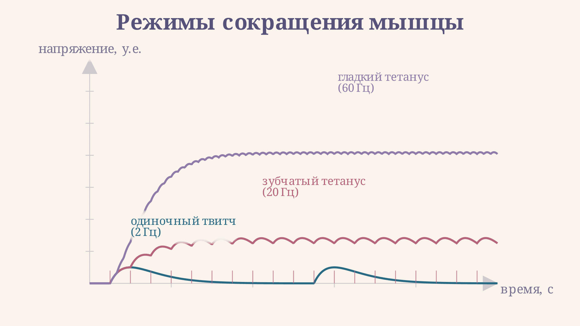 Зубчатый тетанус мышцы: суммация и механизм