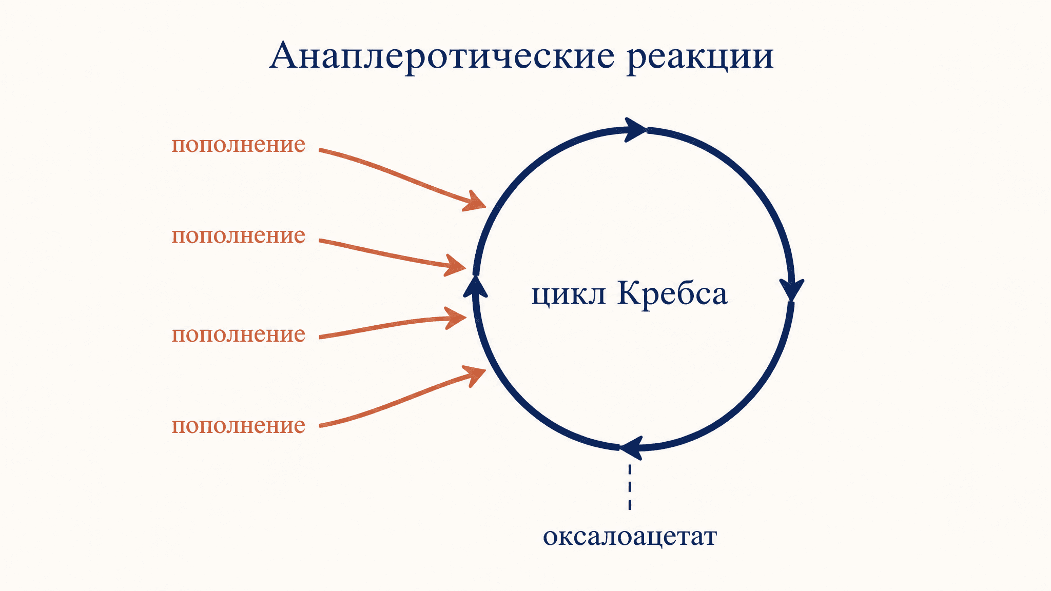 Анаплеротические реакции цикла Кребса: что это и зачем