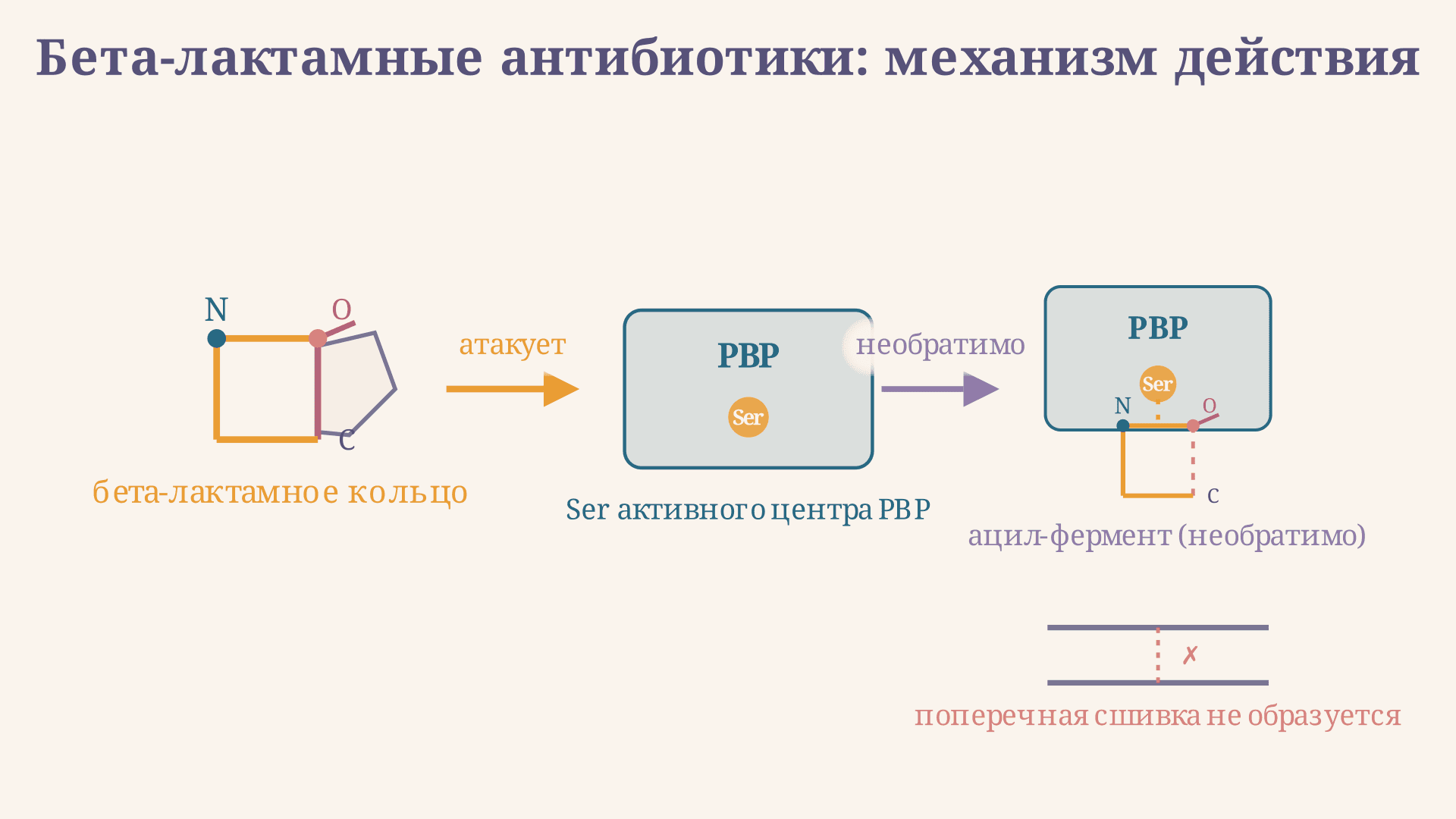 Бета-лактамные антибиотики: механизм действия