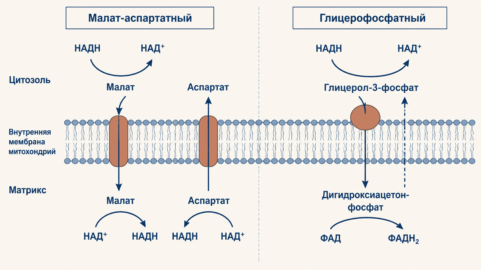 Челночные механизмы: малат-аспартатный и глицерофосфатный