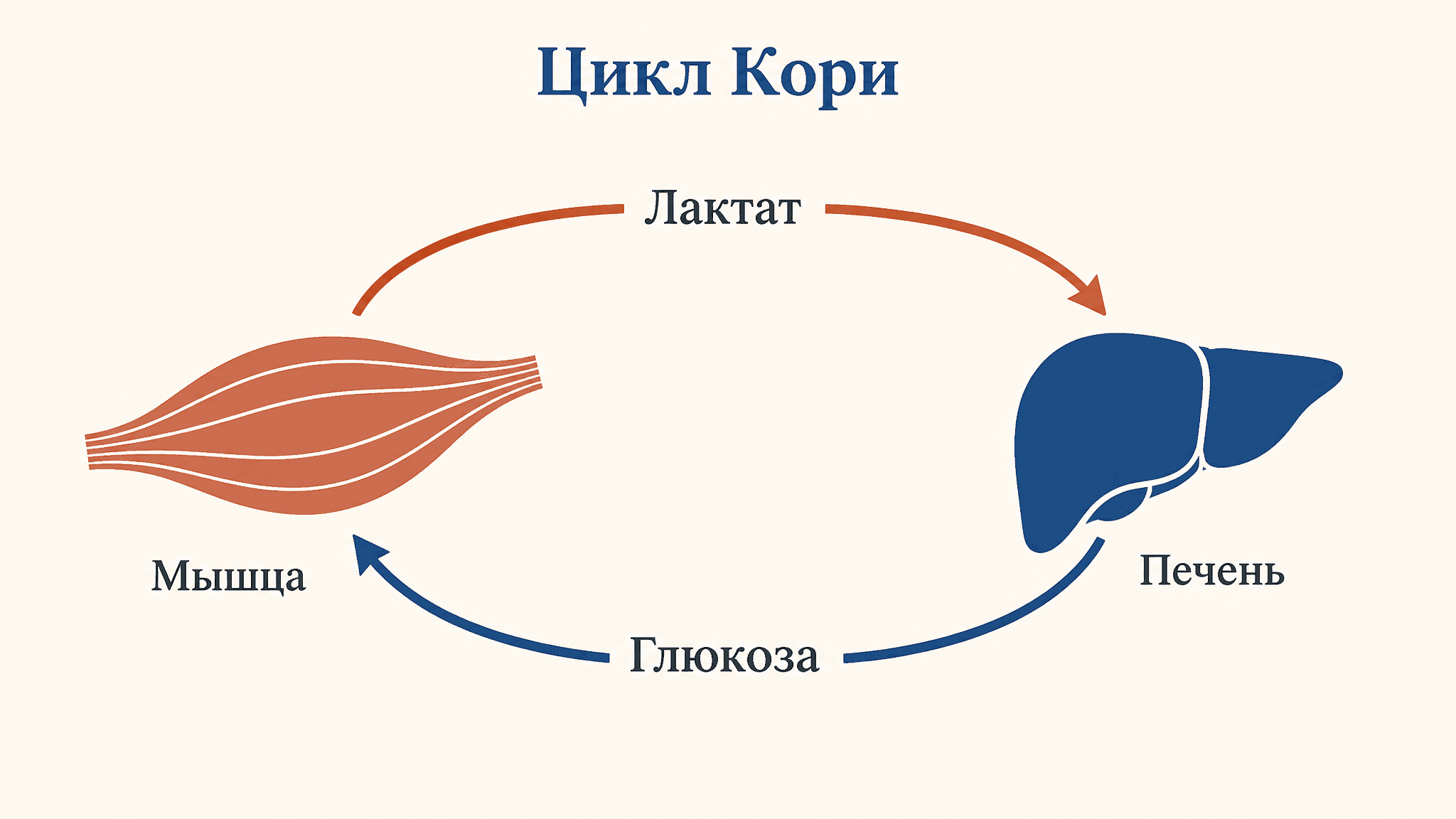 Цикл Кори в мышцах: как лактат возвращается глюкозой