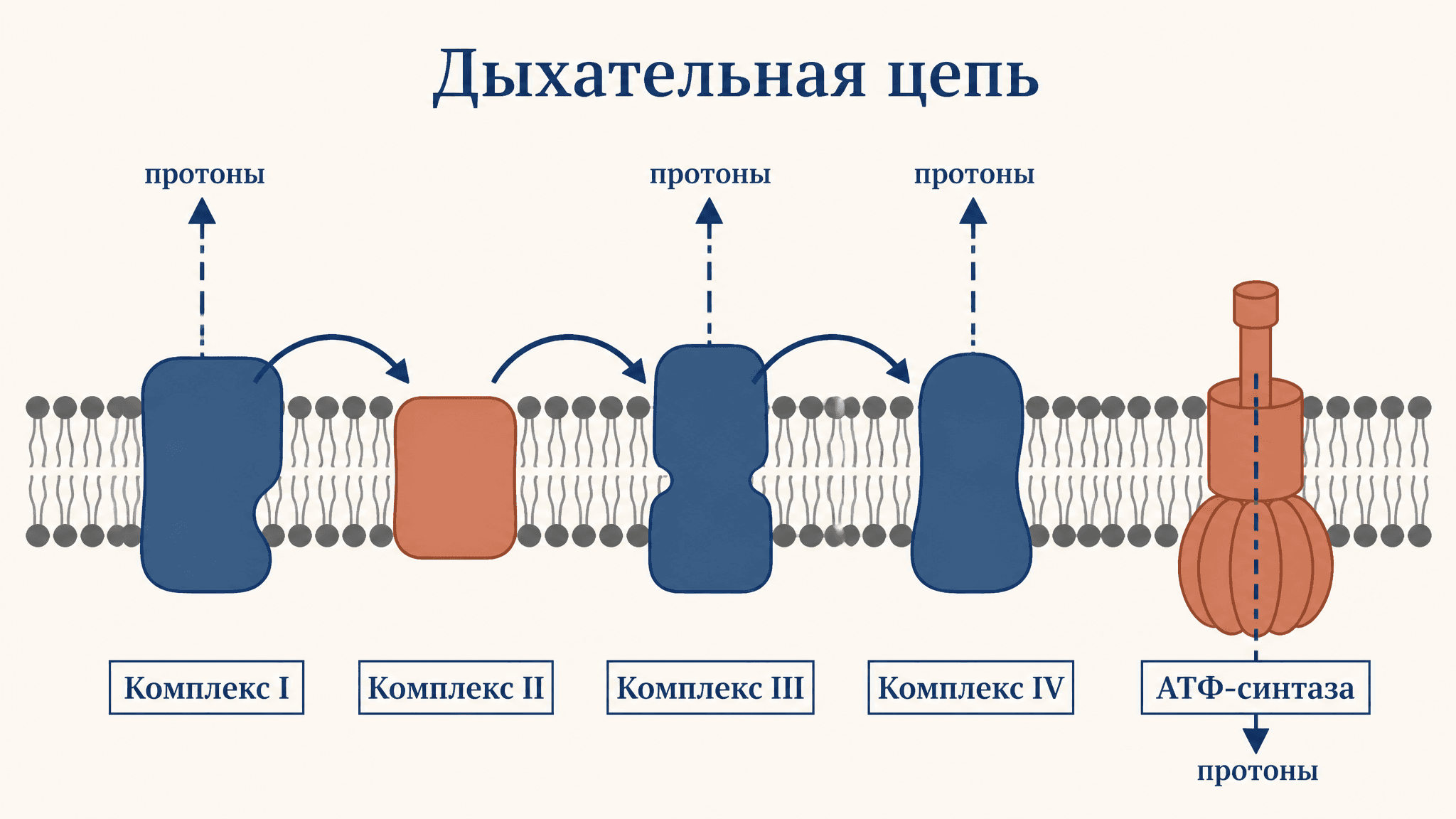 Дыхательная цепь: комплексы митохондрии и синтез АТФ
