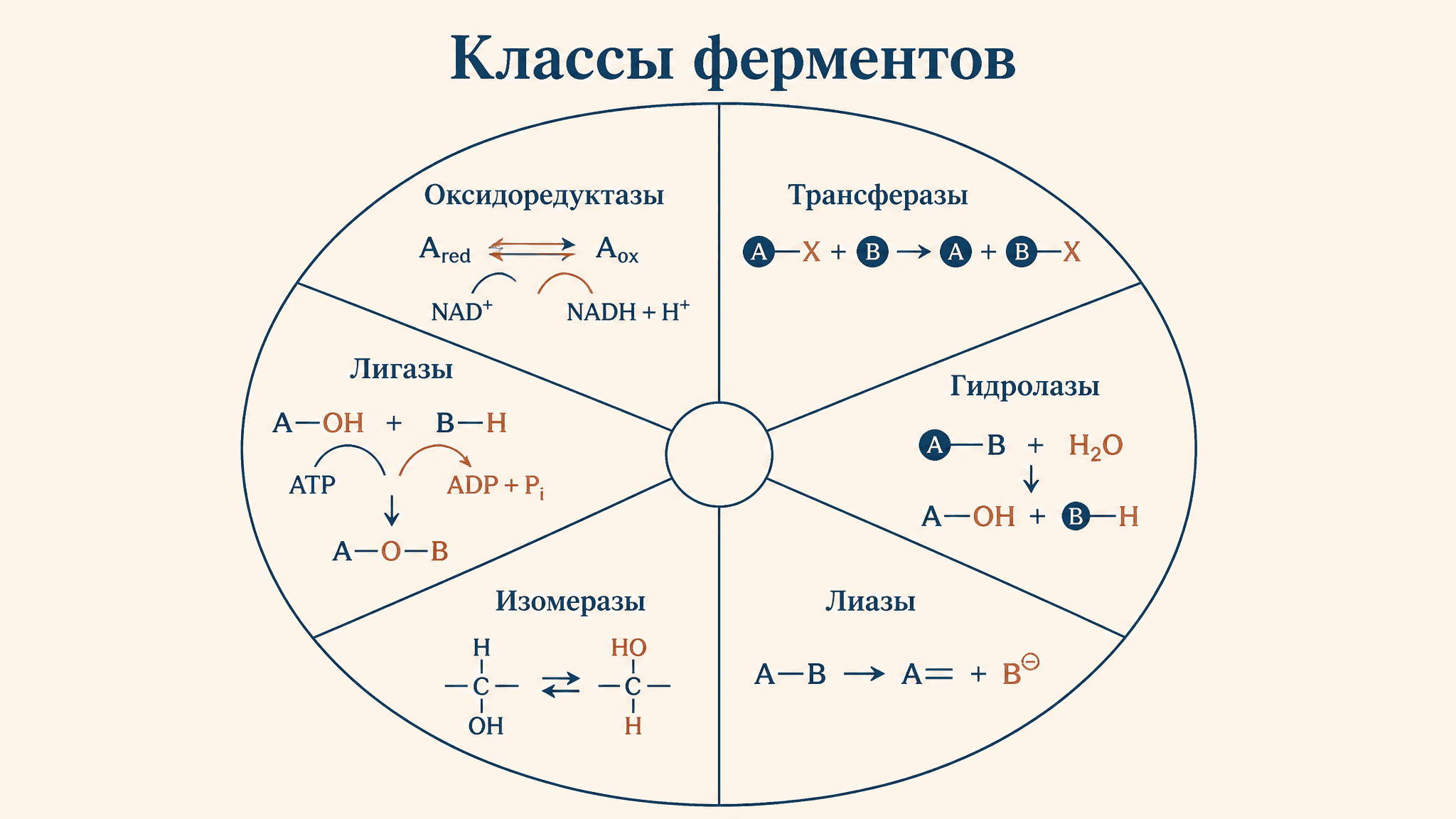 Ферменты: классификация по типам реакций (6 классов)