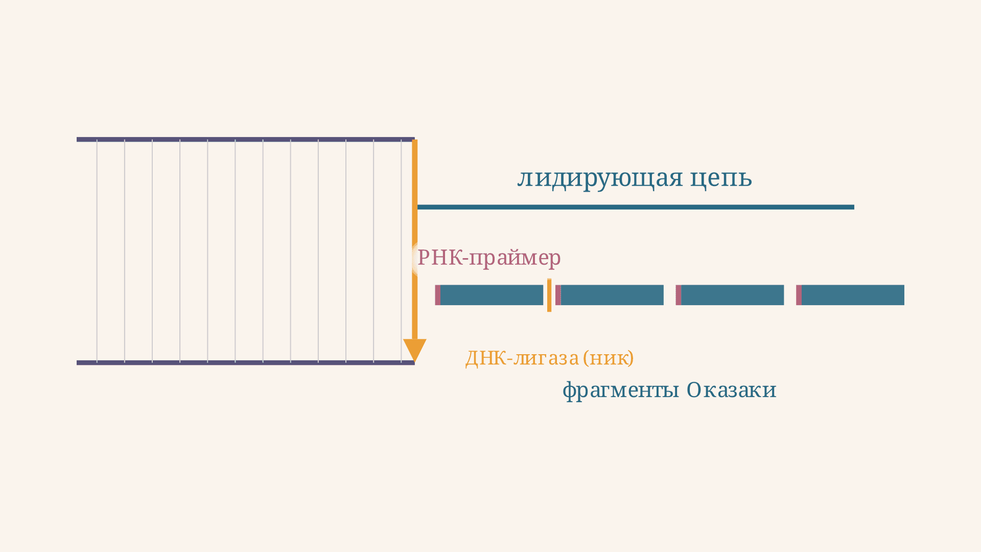 Фрагменты Оказаки: роль лигазы в репликации ДНК