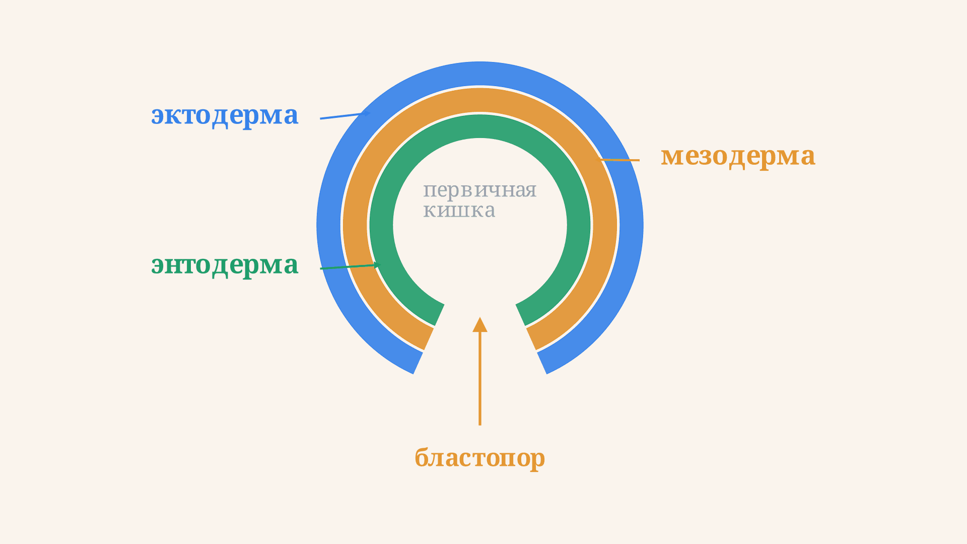 Гаструляция: формирование зародышевых листков
