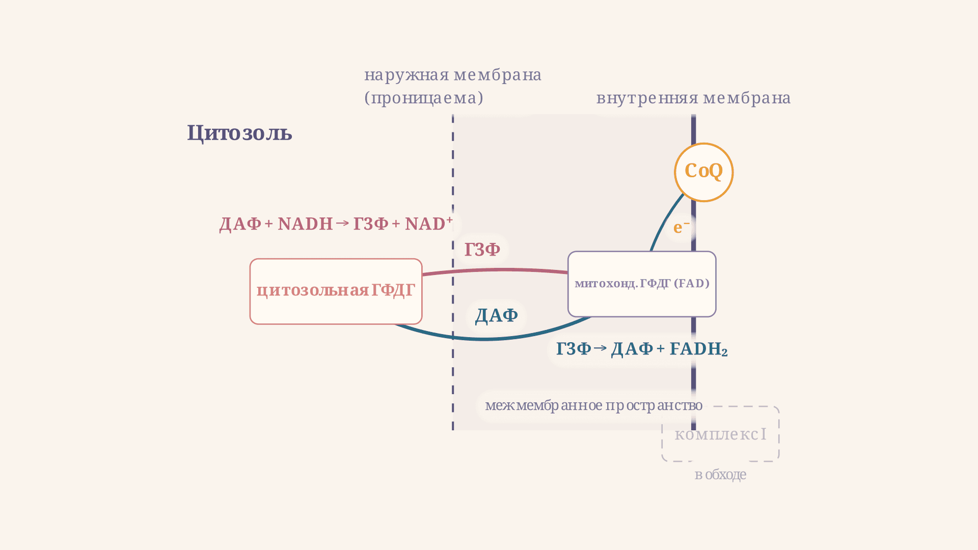 Глицерофосфатный челнок: два фермента и перенос NADH