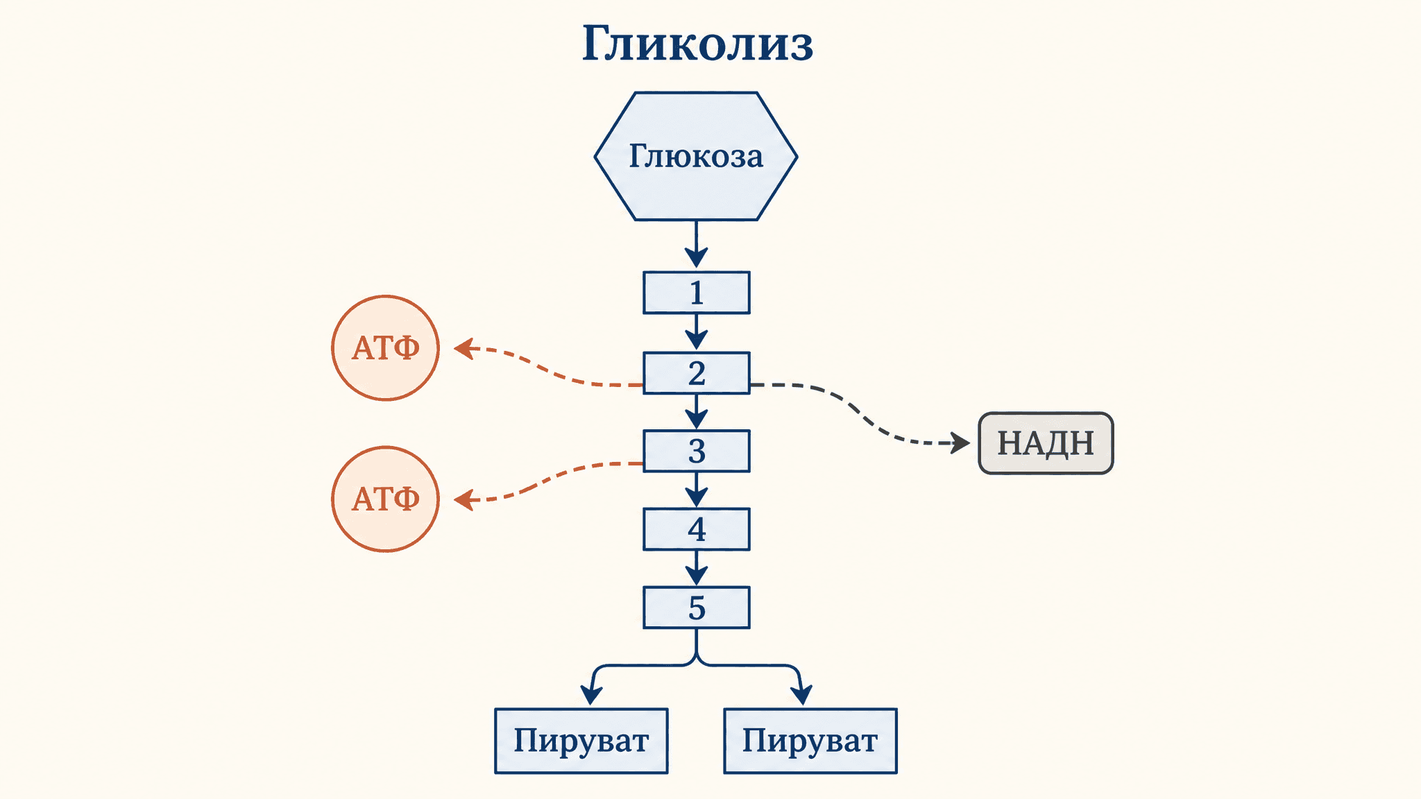 Гликолиз: этапы, реакции и ферменты по шагам