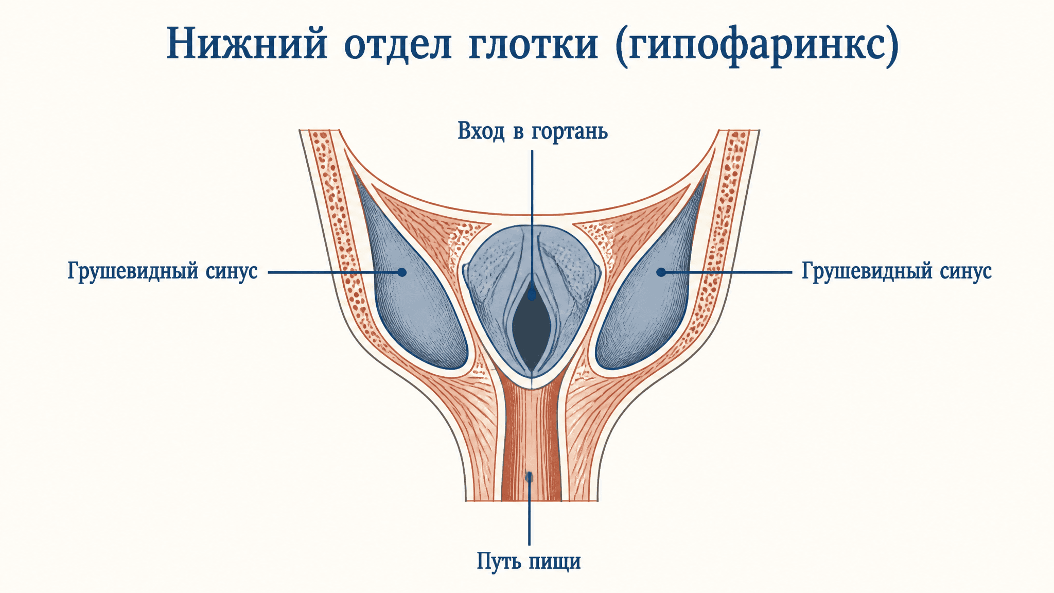Грушевидный синус глотки: анатомия, функция, клиника