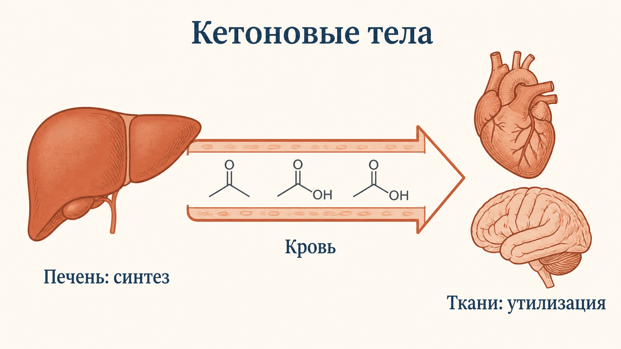 Кетоновые тела: синтез и утилизация в организме