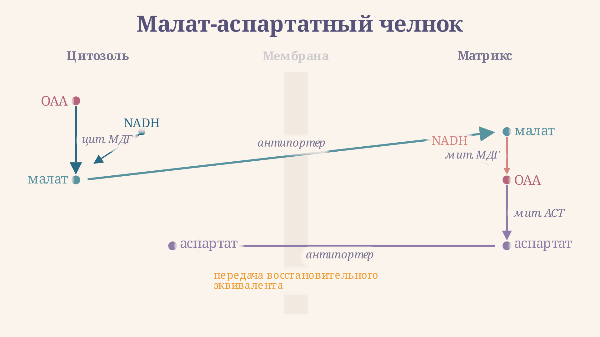 Малат-аспартатный челнок: механизм и выход АТФ