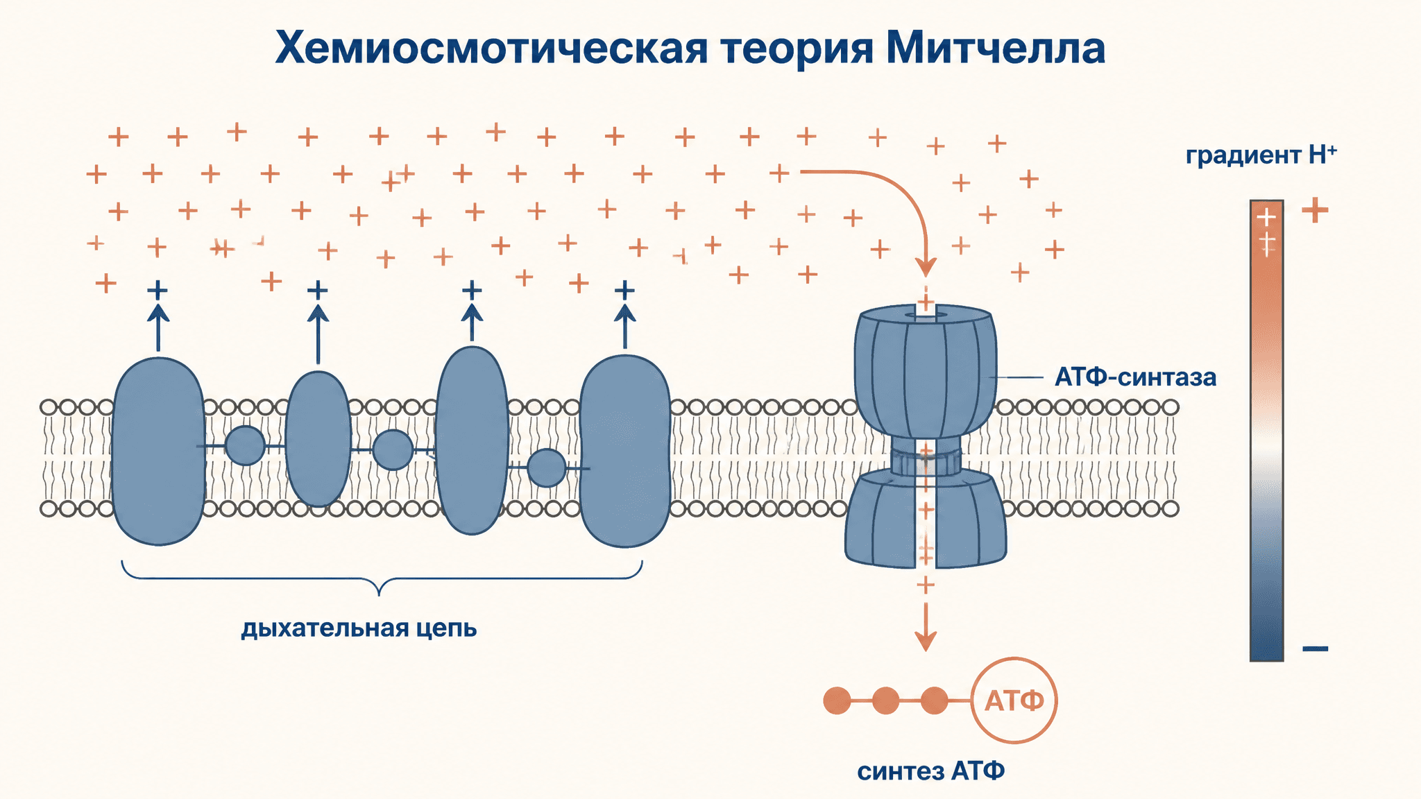 Окислительное фосфорилирование: теория Митчелла