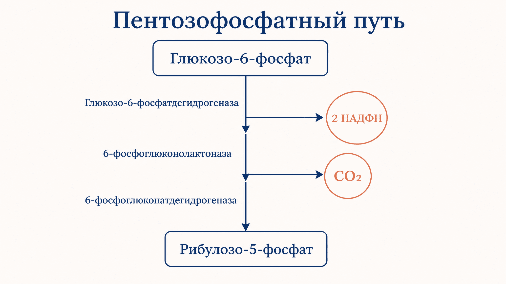 Пентозофосфатный путь: окислительная фаза и синтез НАДФН