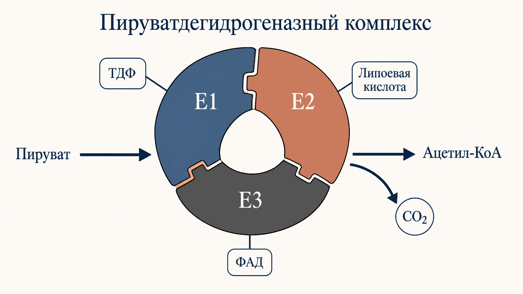 Пируватдегидрогеназный комплекс: коферменты и витамины