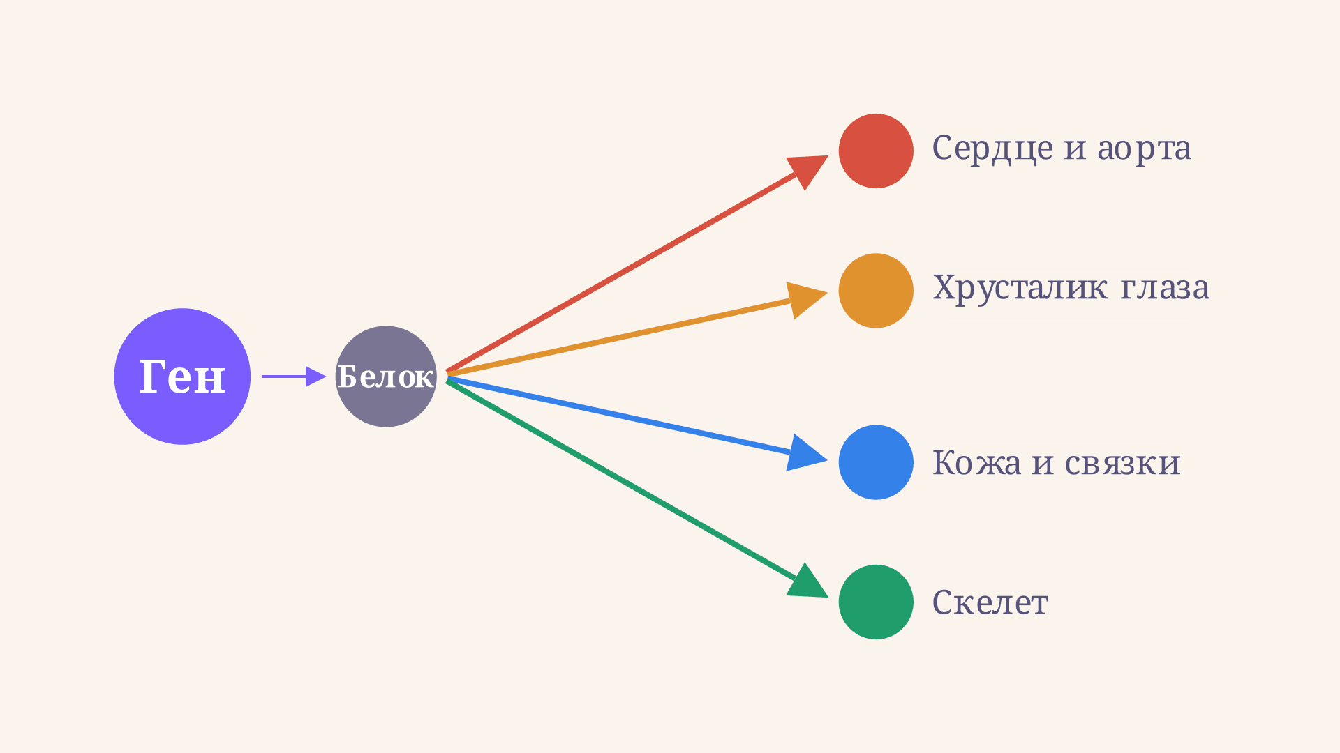 Плейотропное действие гена: один ген, много признаков