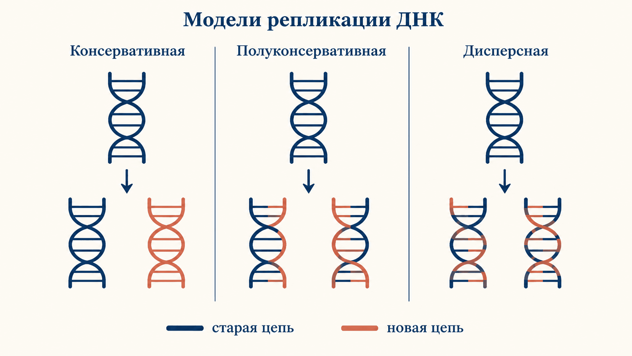 Полуконсервативная репликация: опыт Мезельсона-Сталя