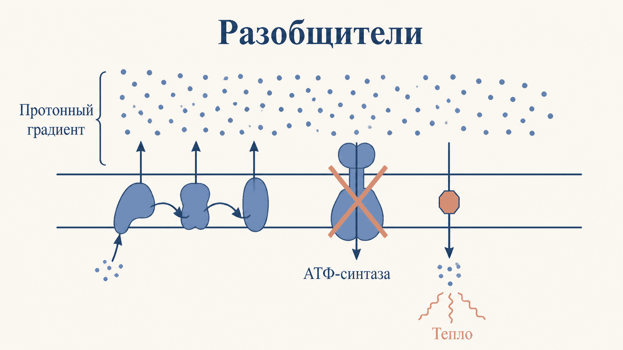 Разобщители окислительного фосфорилирования: механизм